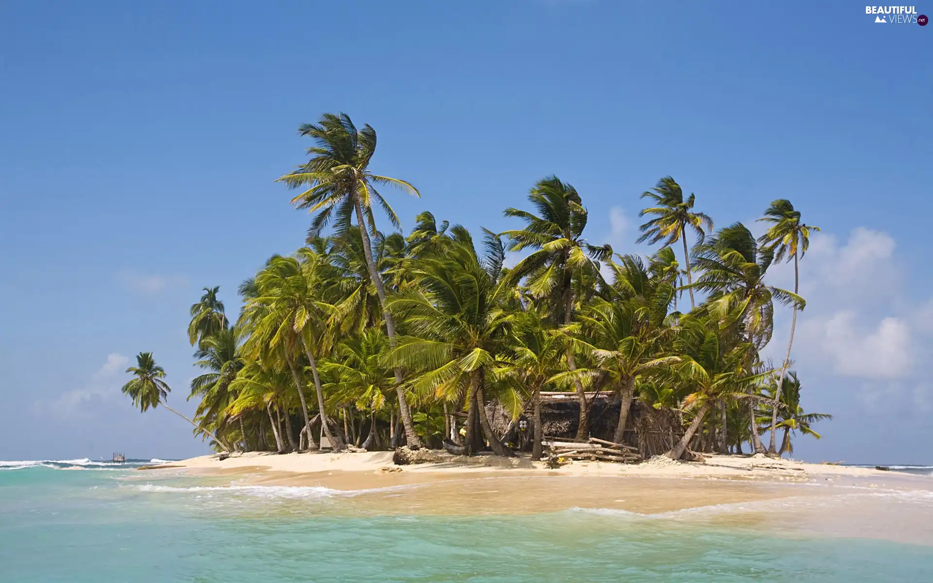 Palms, small, Islet