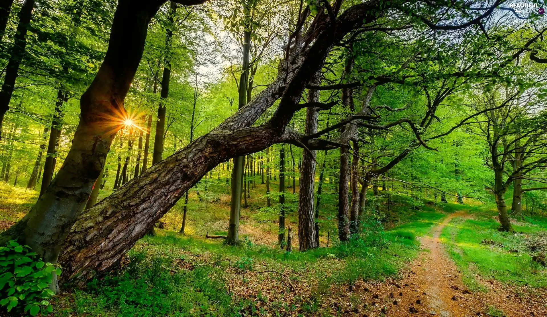 Path, ##, sun, trees, rays, forest, Green, viewes