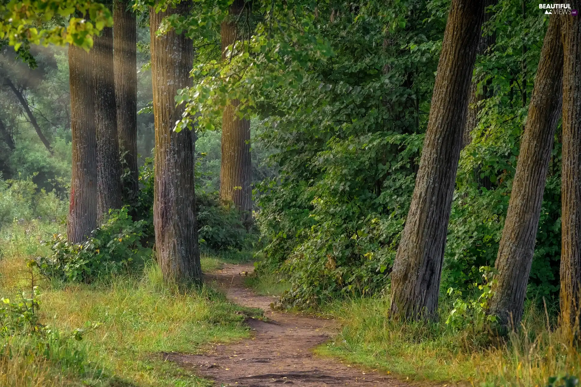 Path, light breaking through sky, trees, viewes, Broadleaf Forests
