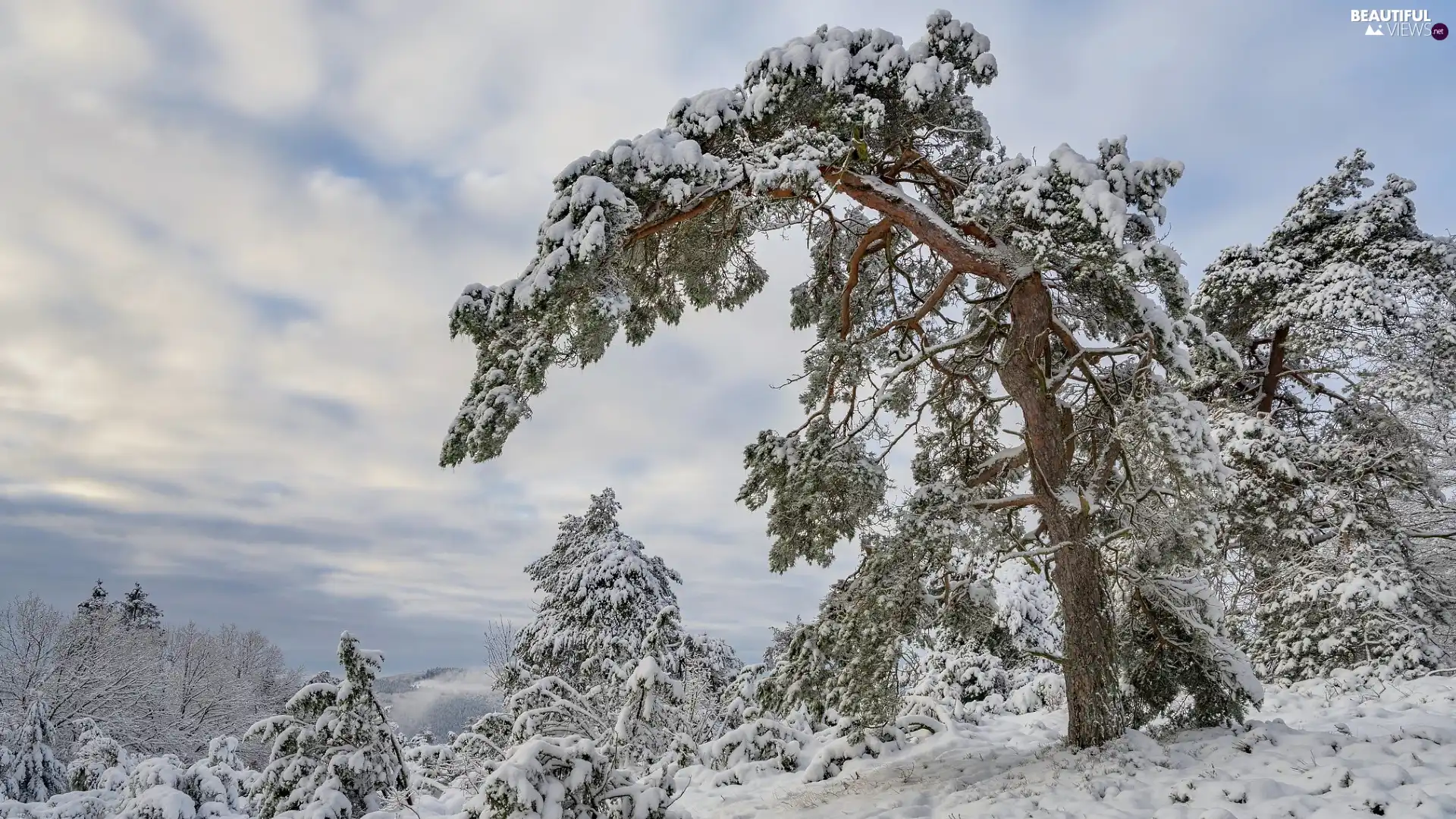 trees, winter, inclined, pine, viewes, Snowy