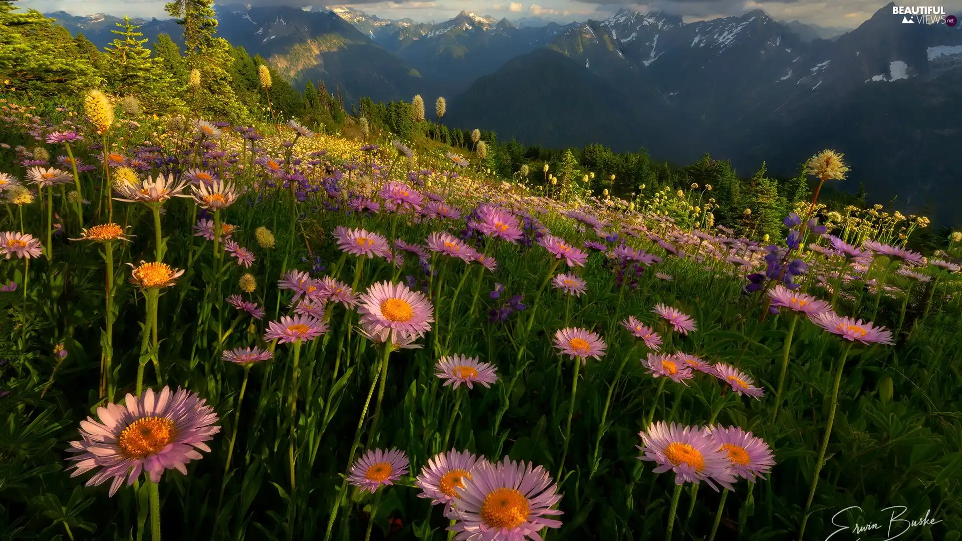 Mountains, Flowers, Meadow, Pink