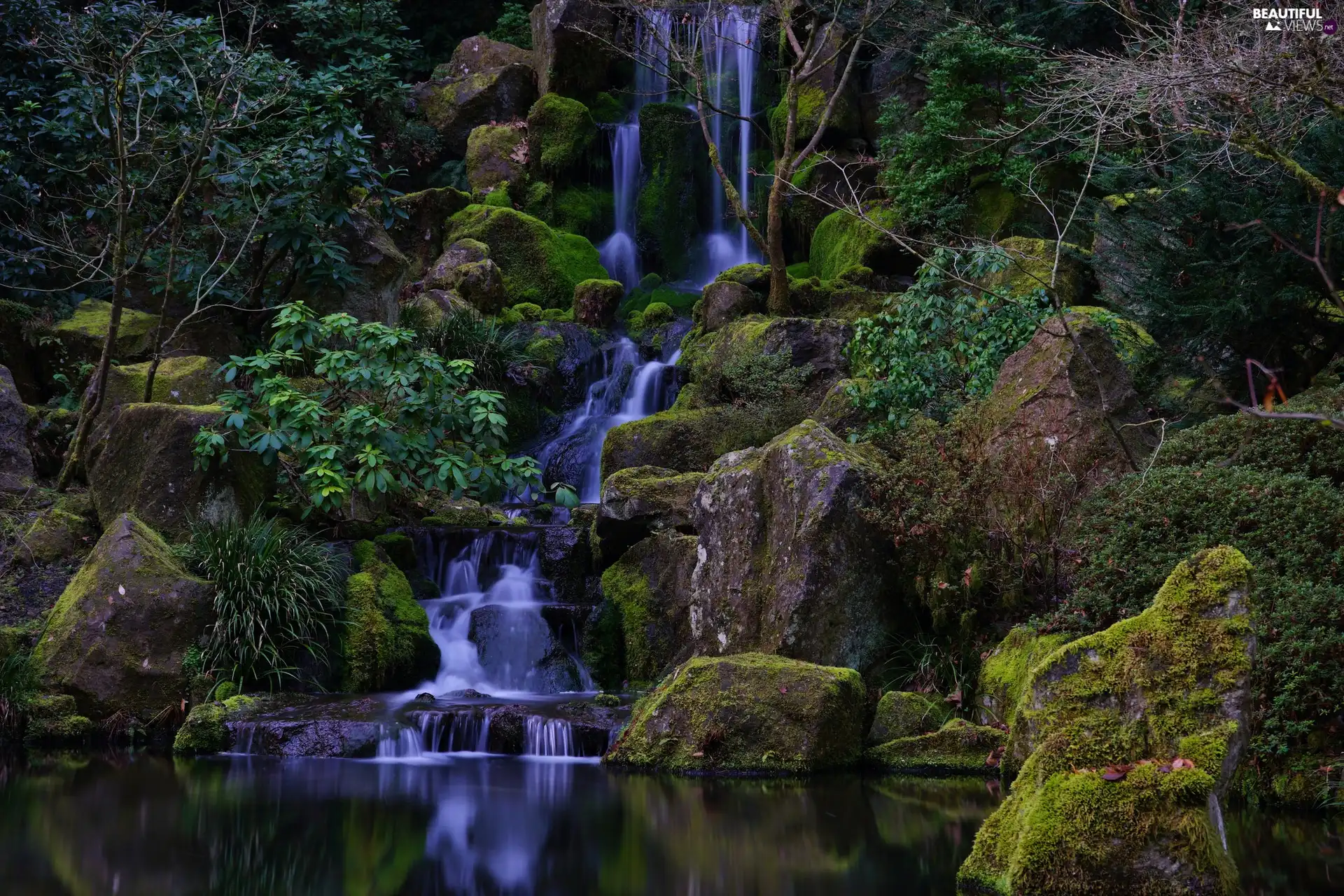 forest, waterfall, Plants, Stones