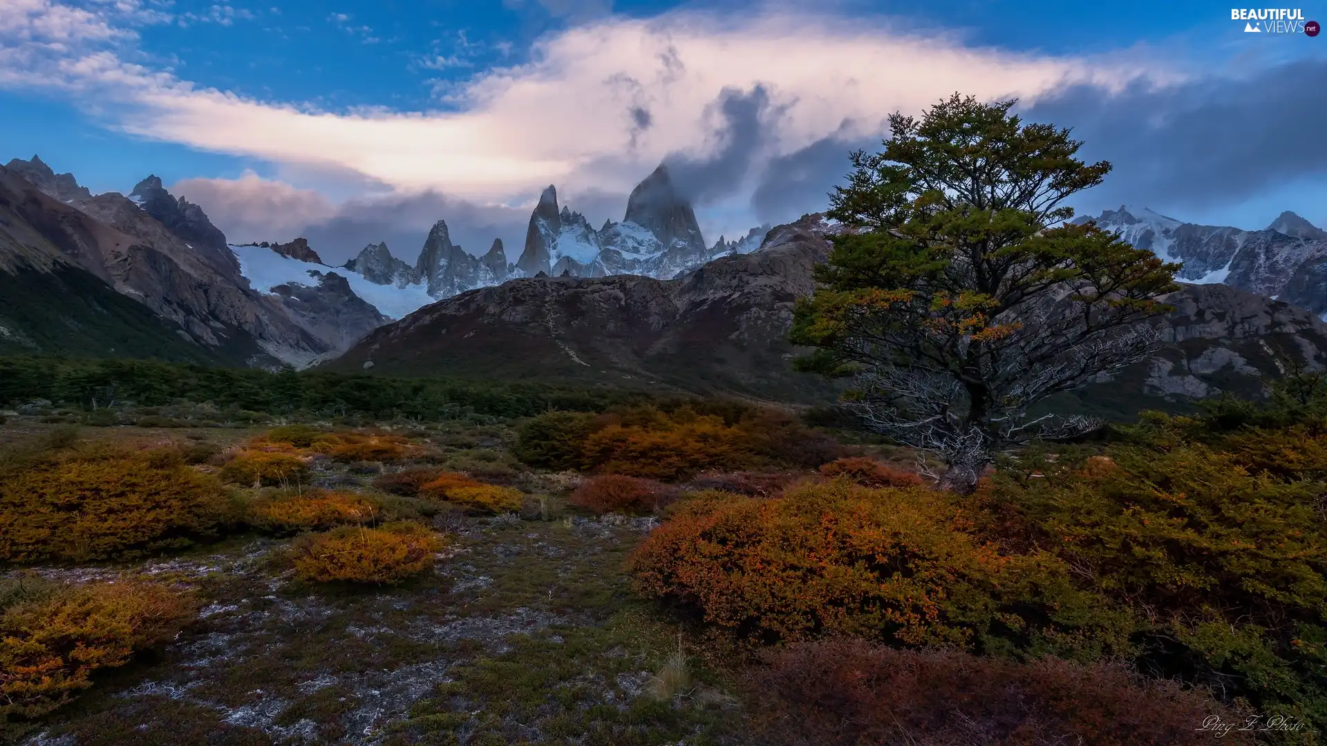 Plants, trees, Patagonia, Yellowed, Mountains, Los Glaciares National Park, Argentina