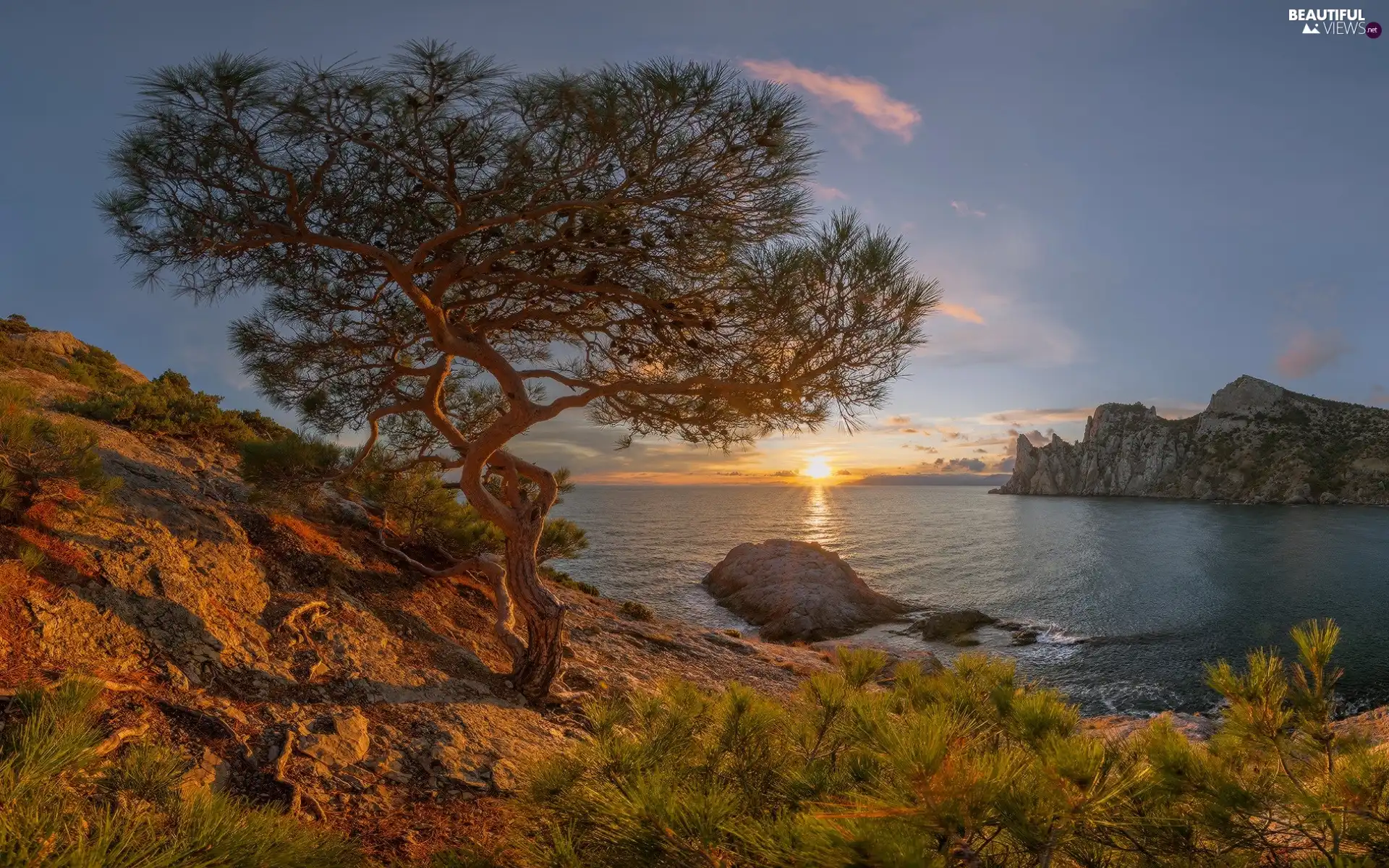 rocks, sea, pine, Mountains, Great Sunsets, trees, Plants
