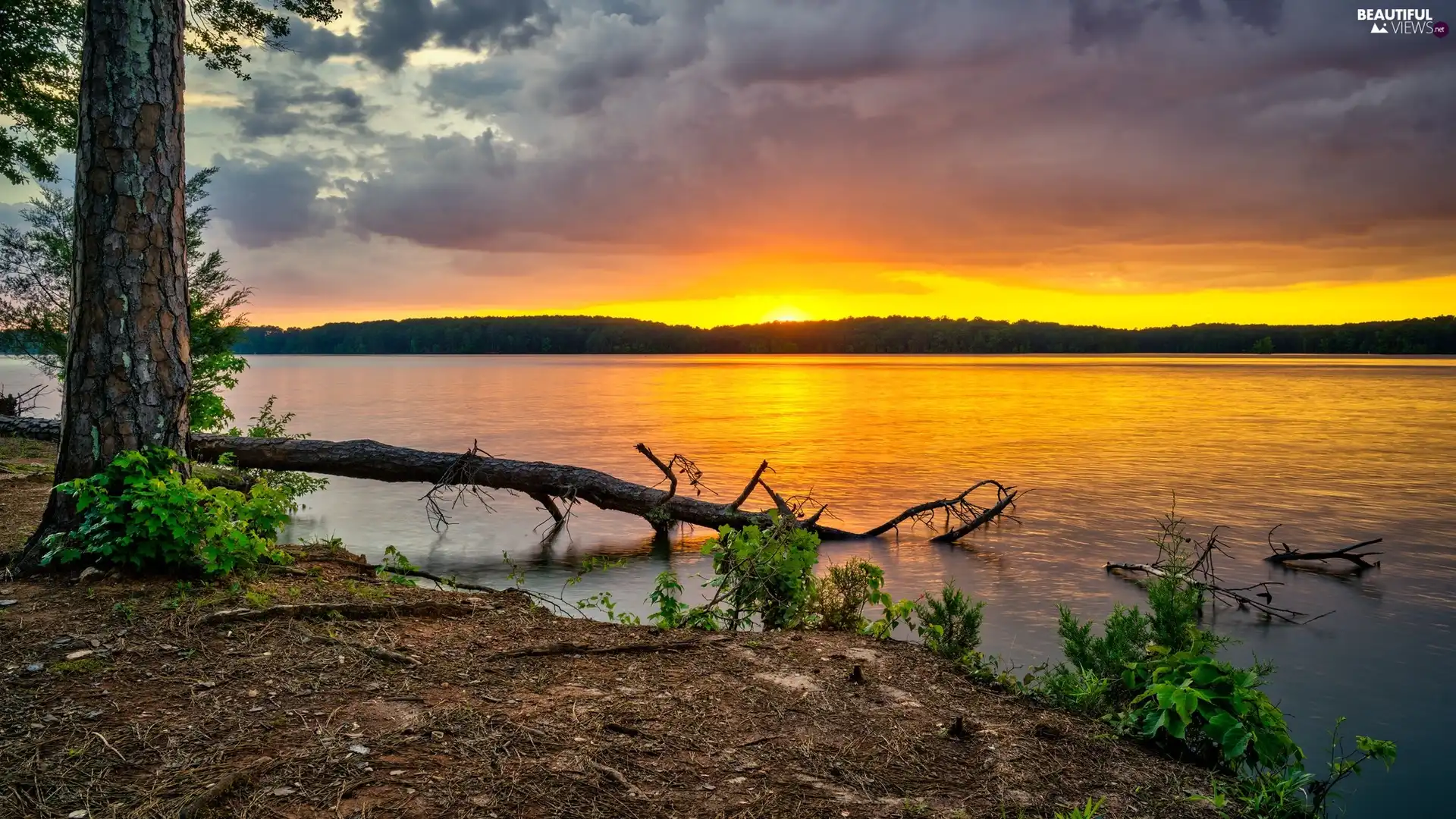 trees, State of Georgia, West Point Lake, Park Glass Bridge Recreation Area, The United States, viewes, Great Sunsets