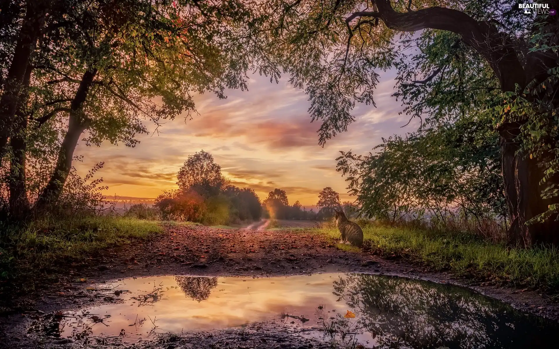 Great Sunsets, trees, puddle, cat, Way, viewes