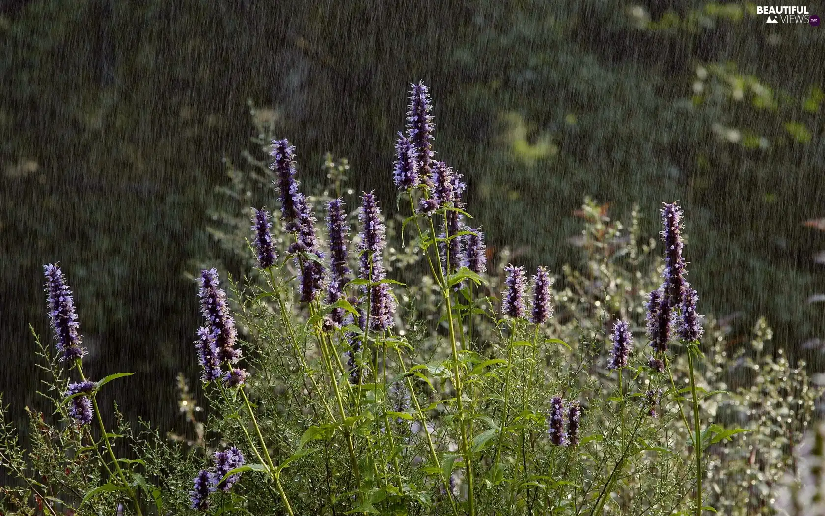 Rain, Wildflowers, Flowers