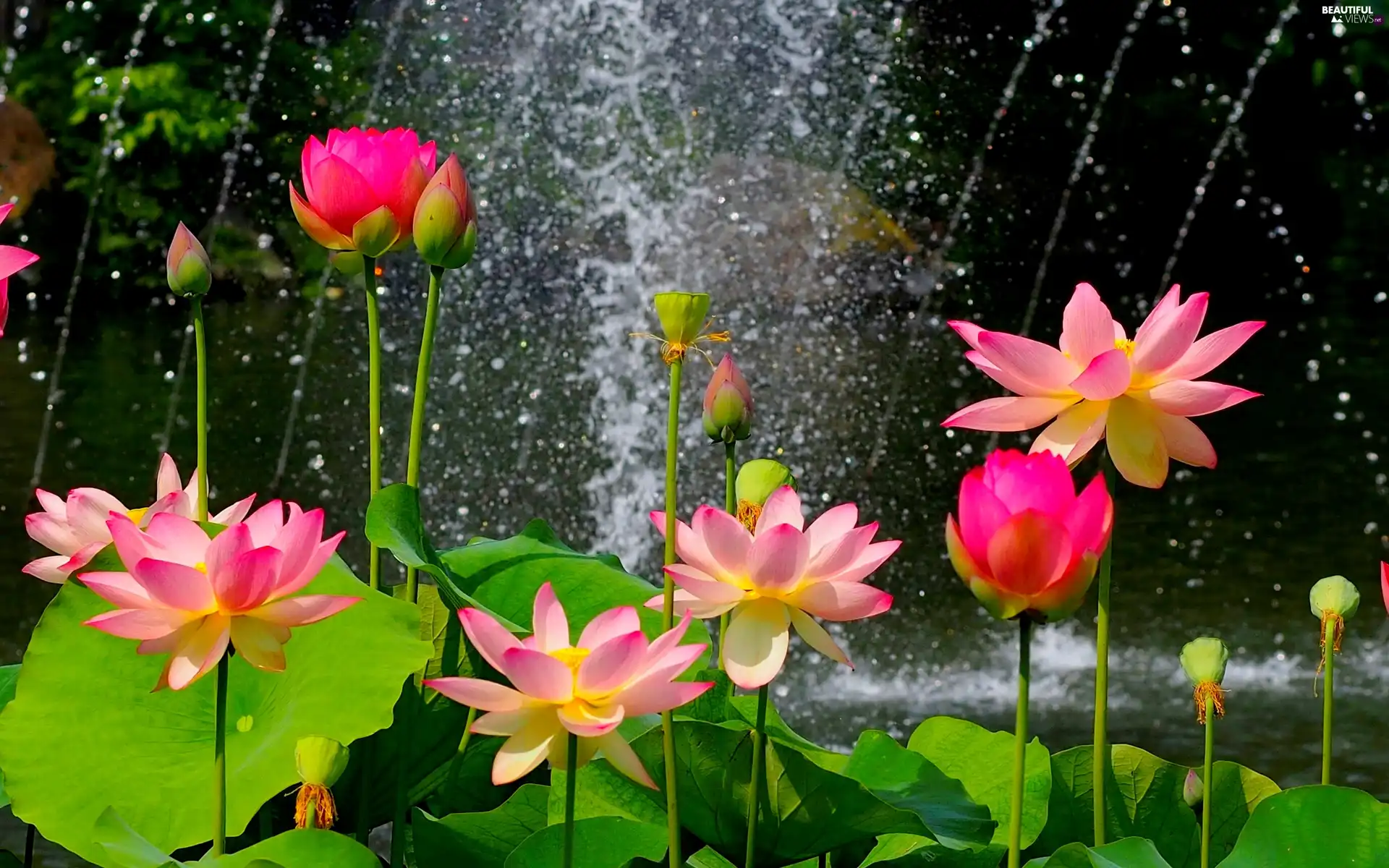 Rain, lilies, water