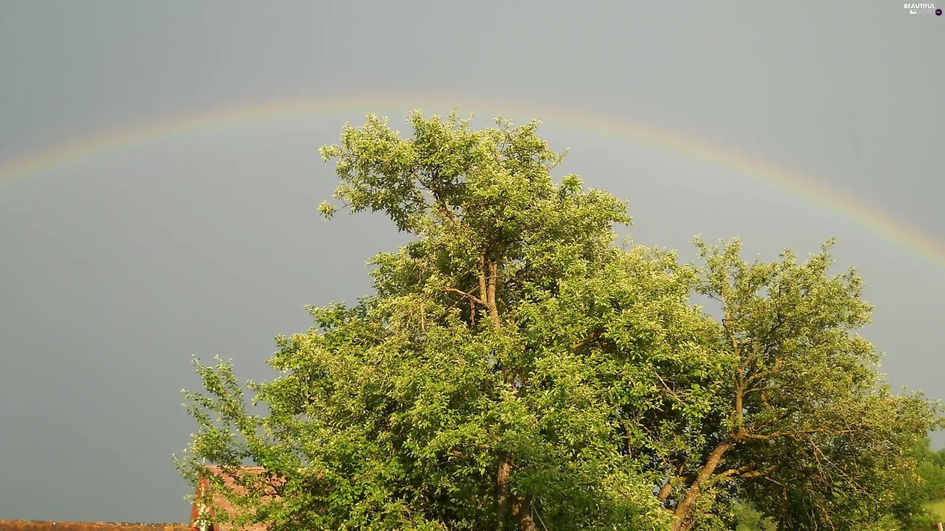 trees, Great Rainbows