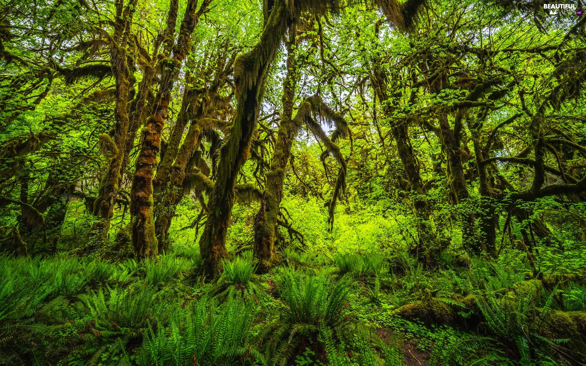 Washington State, The United States, Olympic National Park, Rainforest, fern, Climbers, viewes, mossy, trees