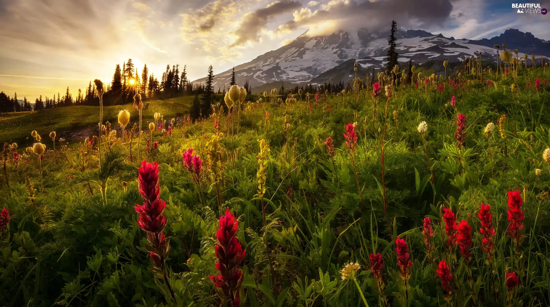 Stratovolcano Mount Rainier, Meadow, Mount Rainier National Park, Washington State, Red Ginger, Sunrise, Mountains, Flowers, The United States