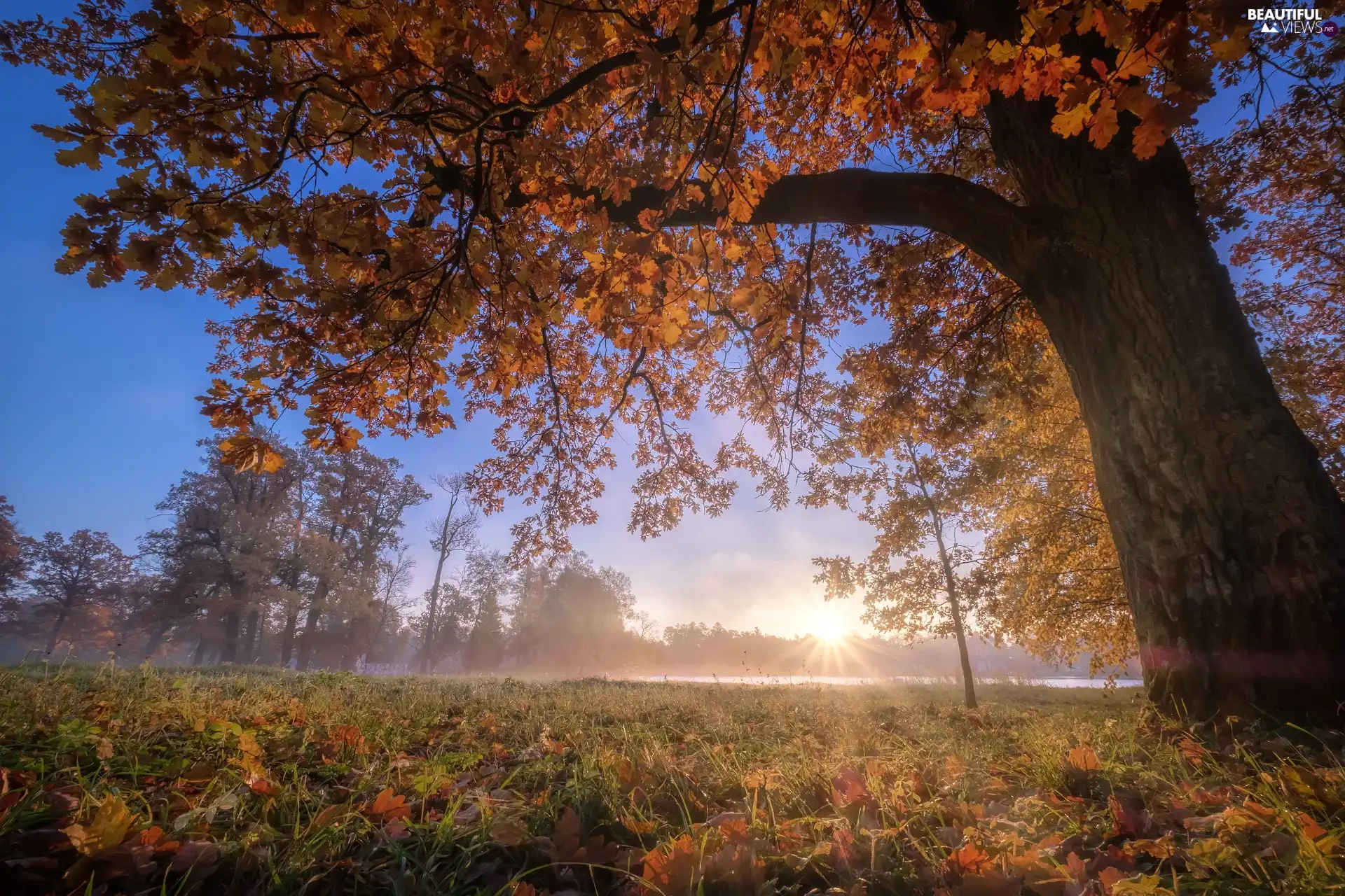 trees, Fog, autumn, rays of the Sun