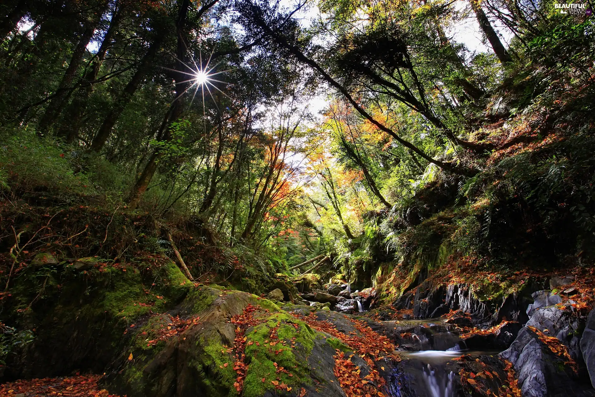 forest, rays of the Sun, autumn, stream