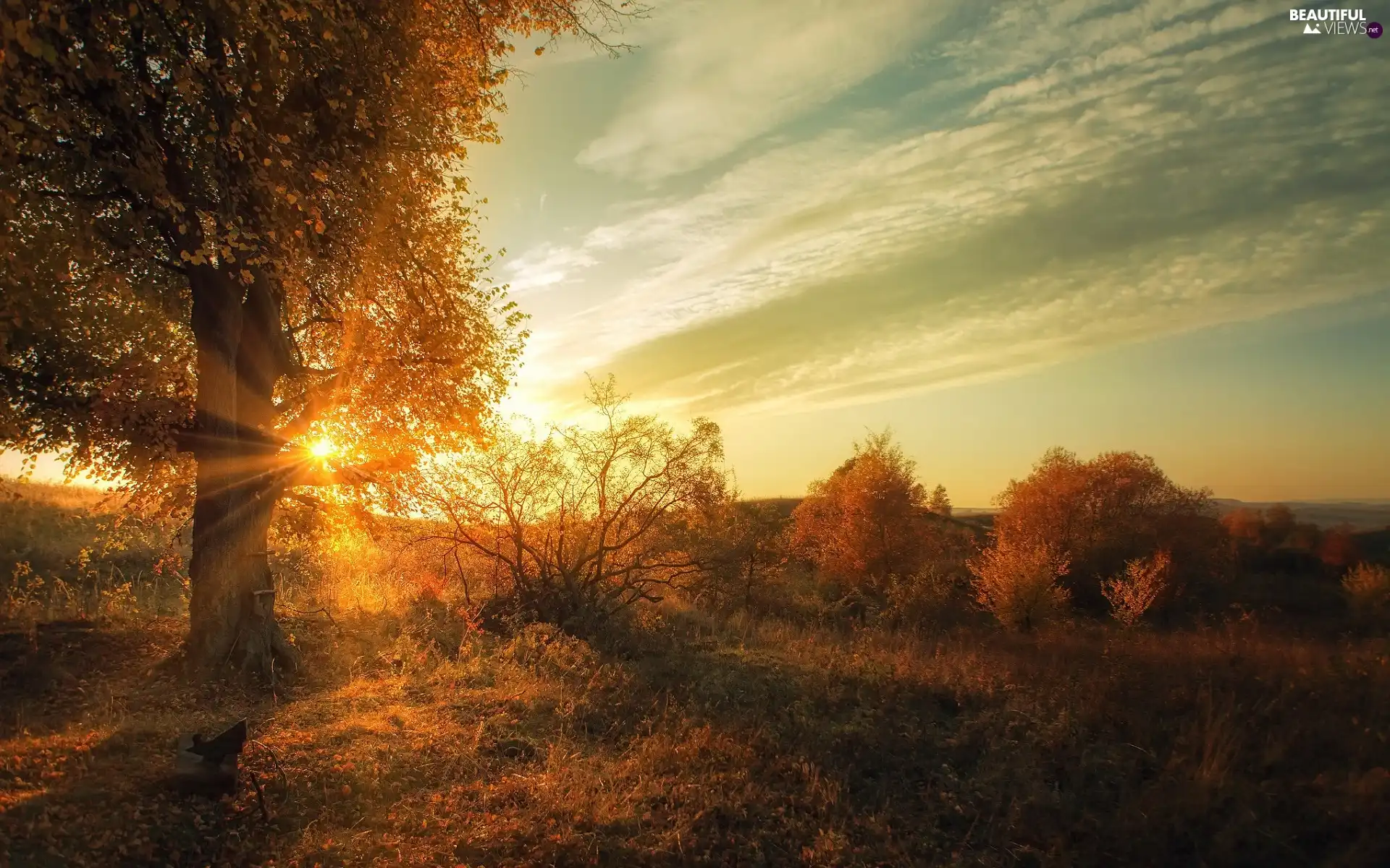 autumn, trees, Bush, rays of the Sun