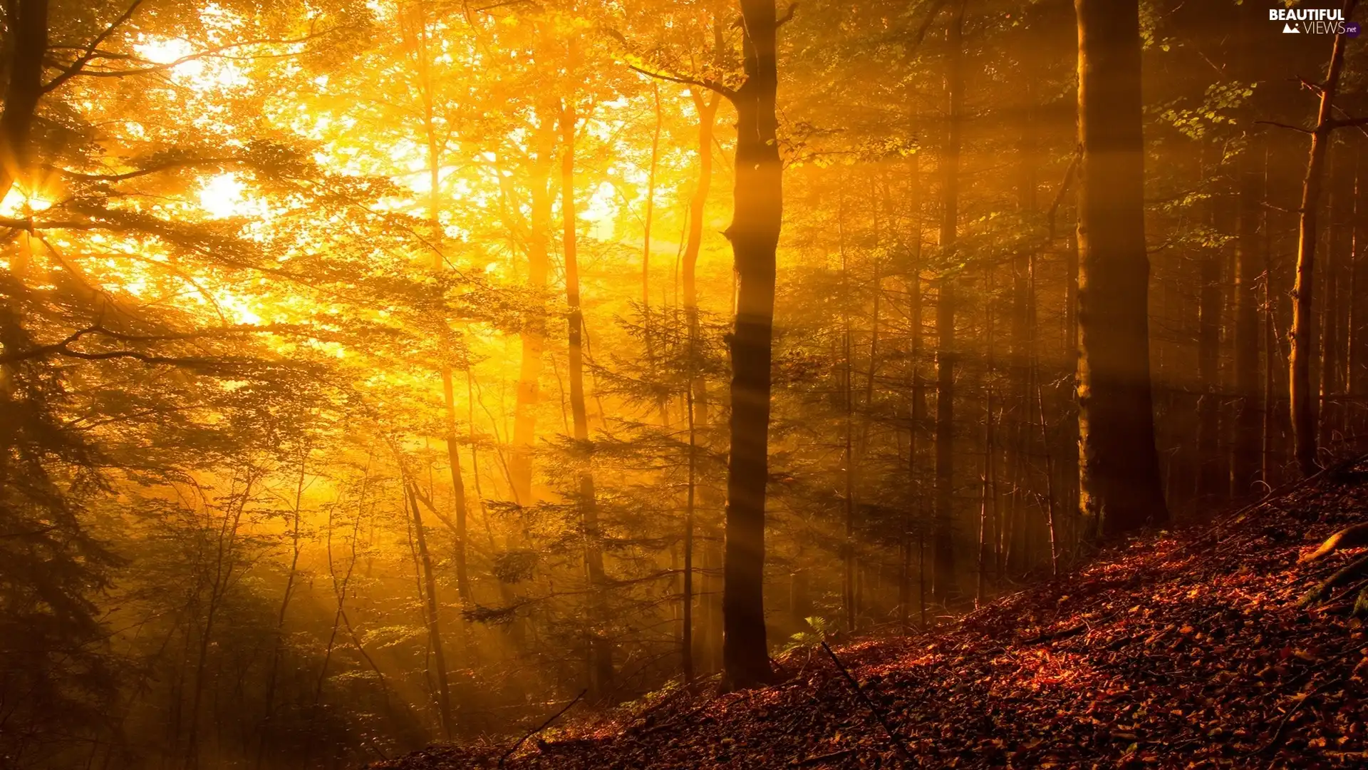 Fog, forest, rays of the Sun