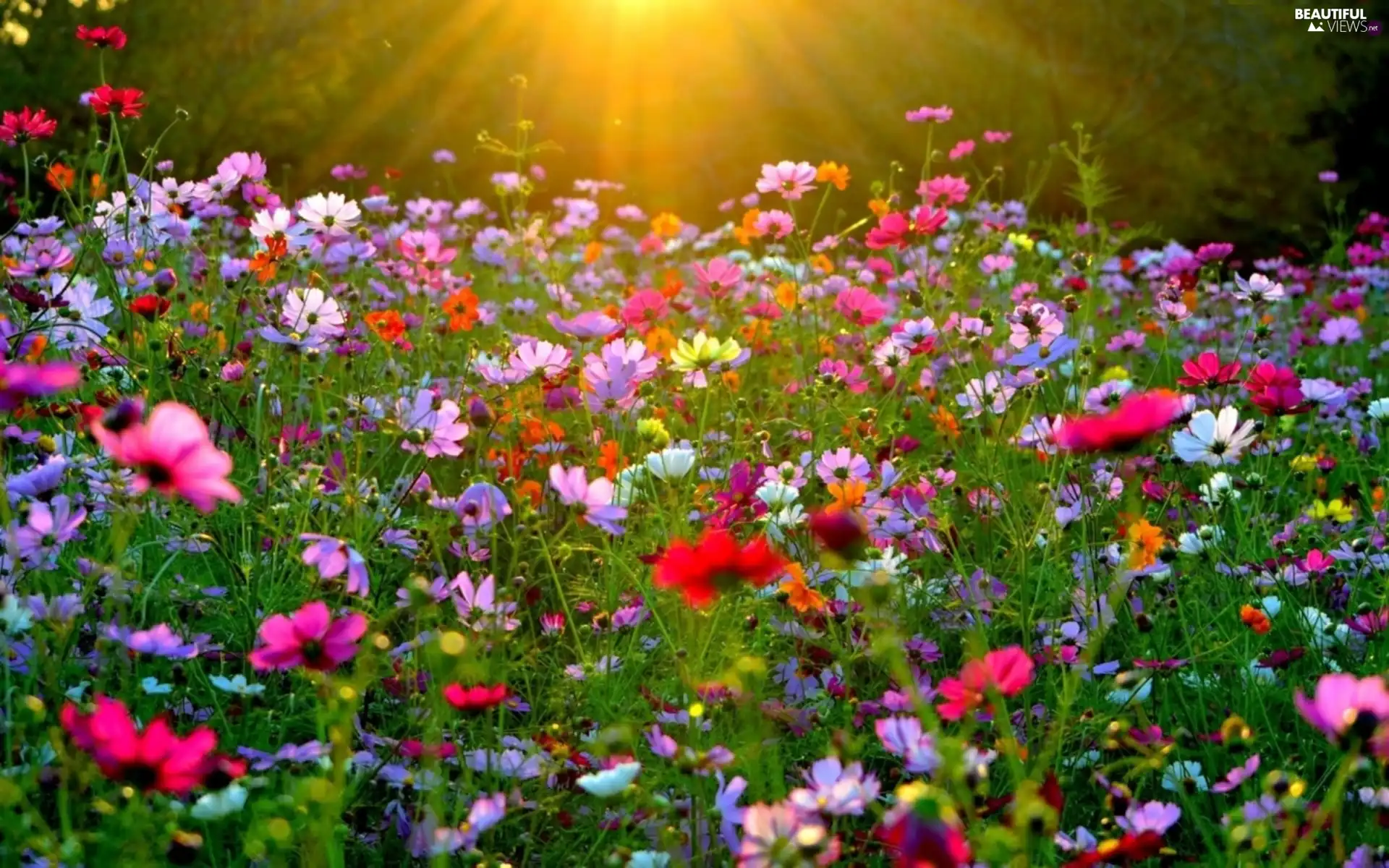 rays, sun, Flowers, Cosmos, Meadow