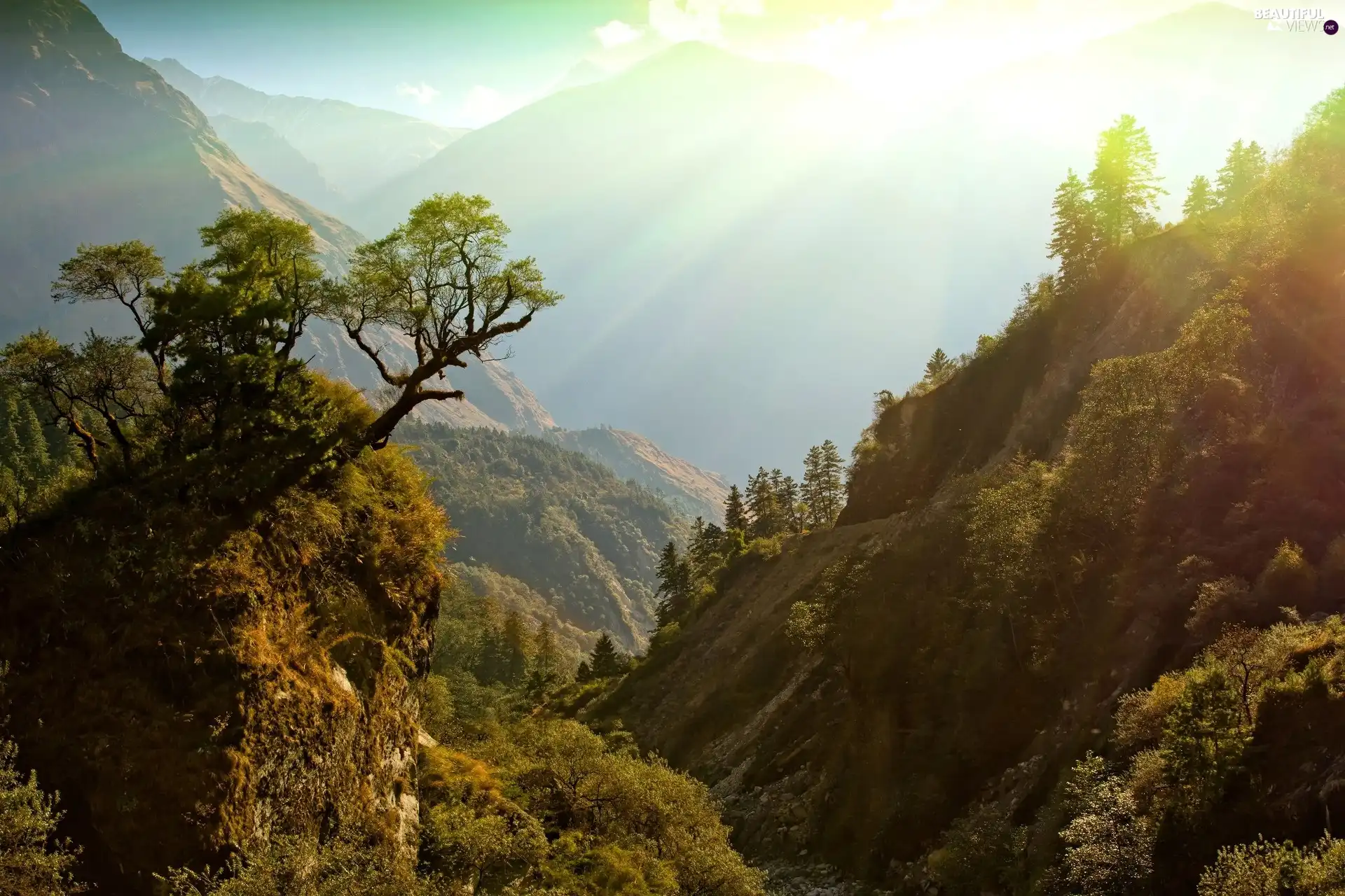 rays, sun, trees, viewes, Mountains