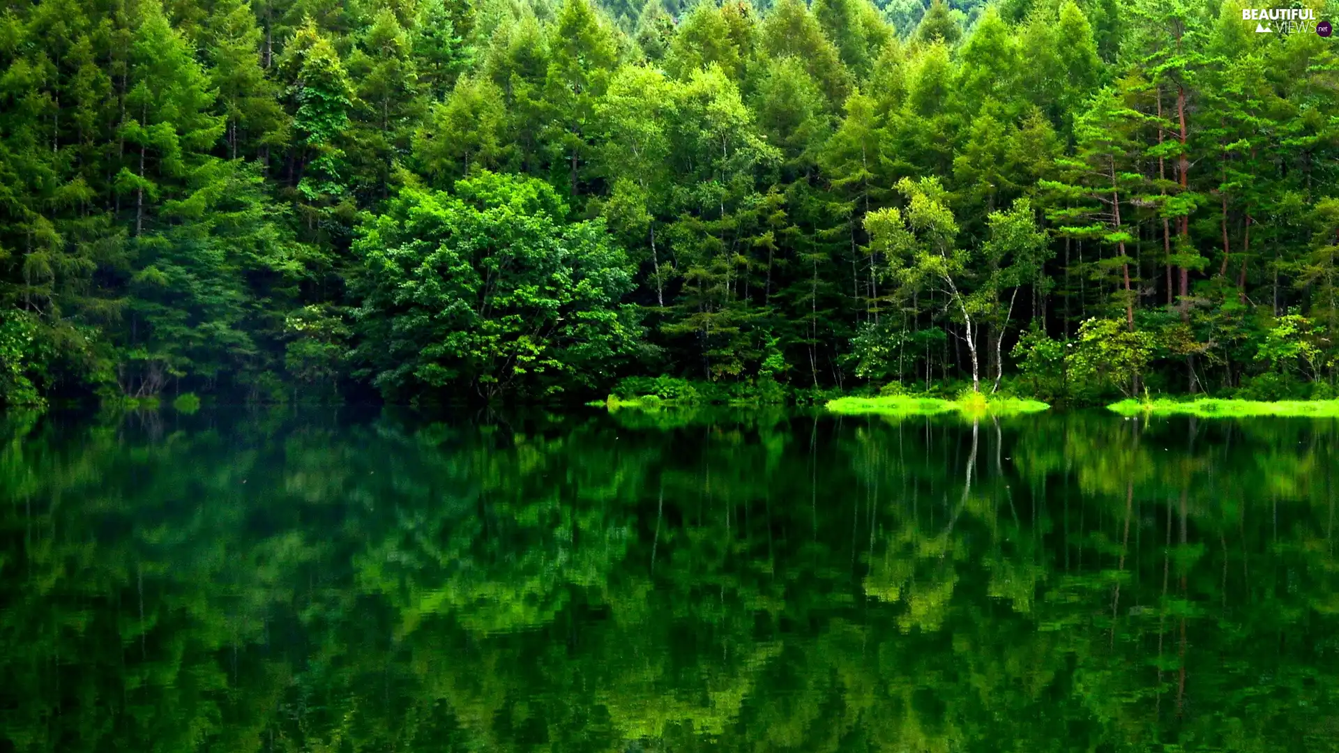 reflection, forest, lake