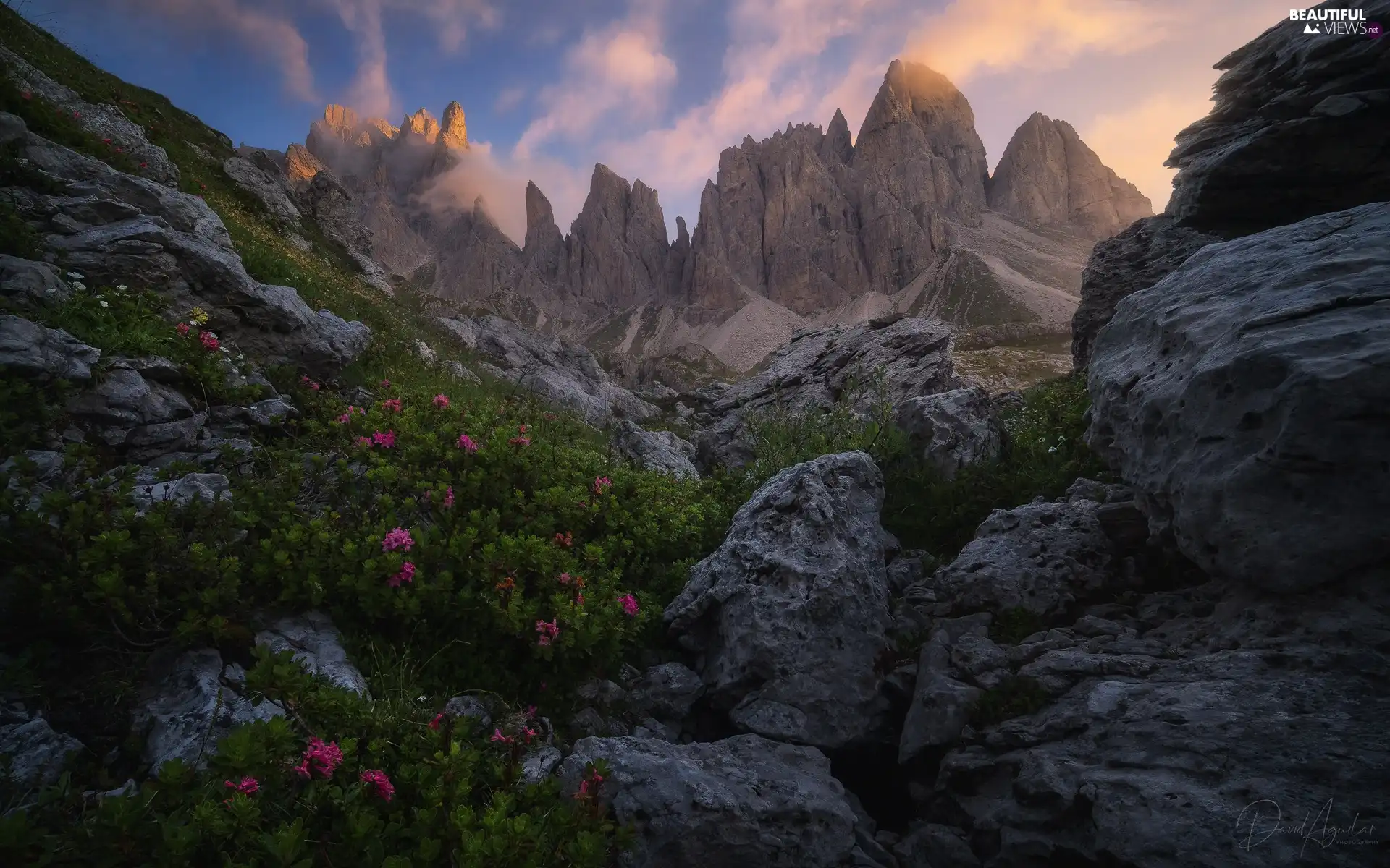 Flowers, rhododendron, Dolomites, rocks, Mountains