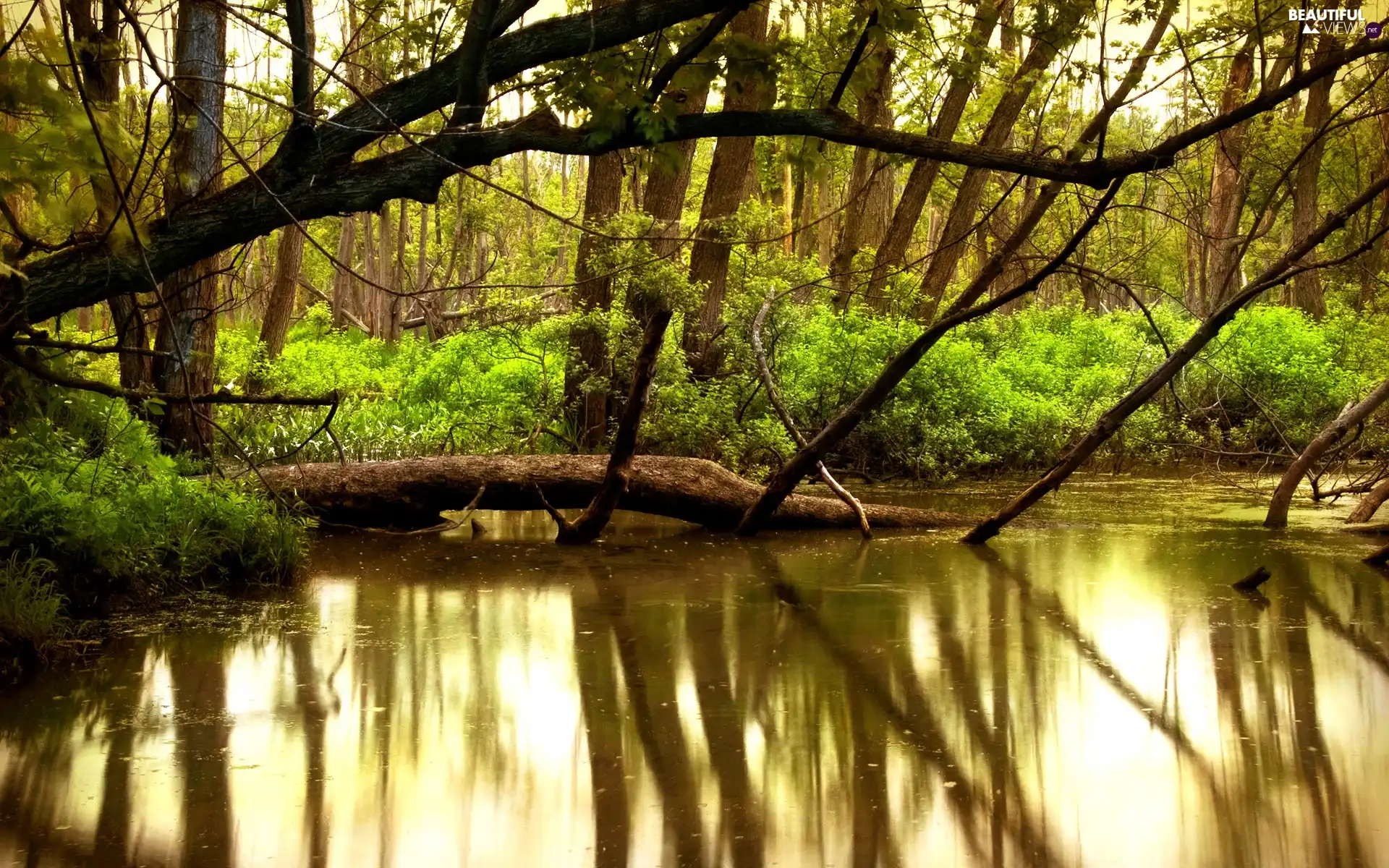 River, reflection, green ones, Bush, forest