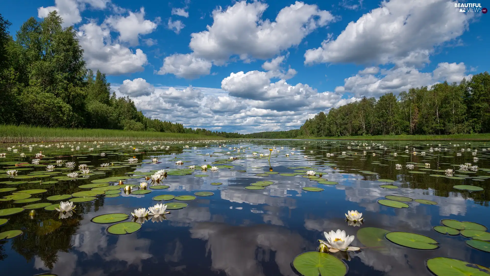 River, woods, clouds, trees, Sky, Water lilies, White, viewes