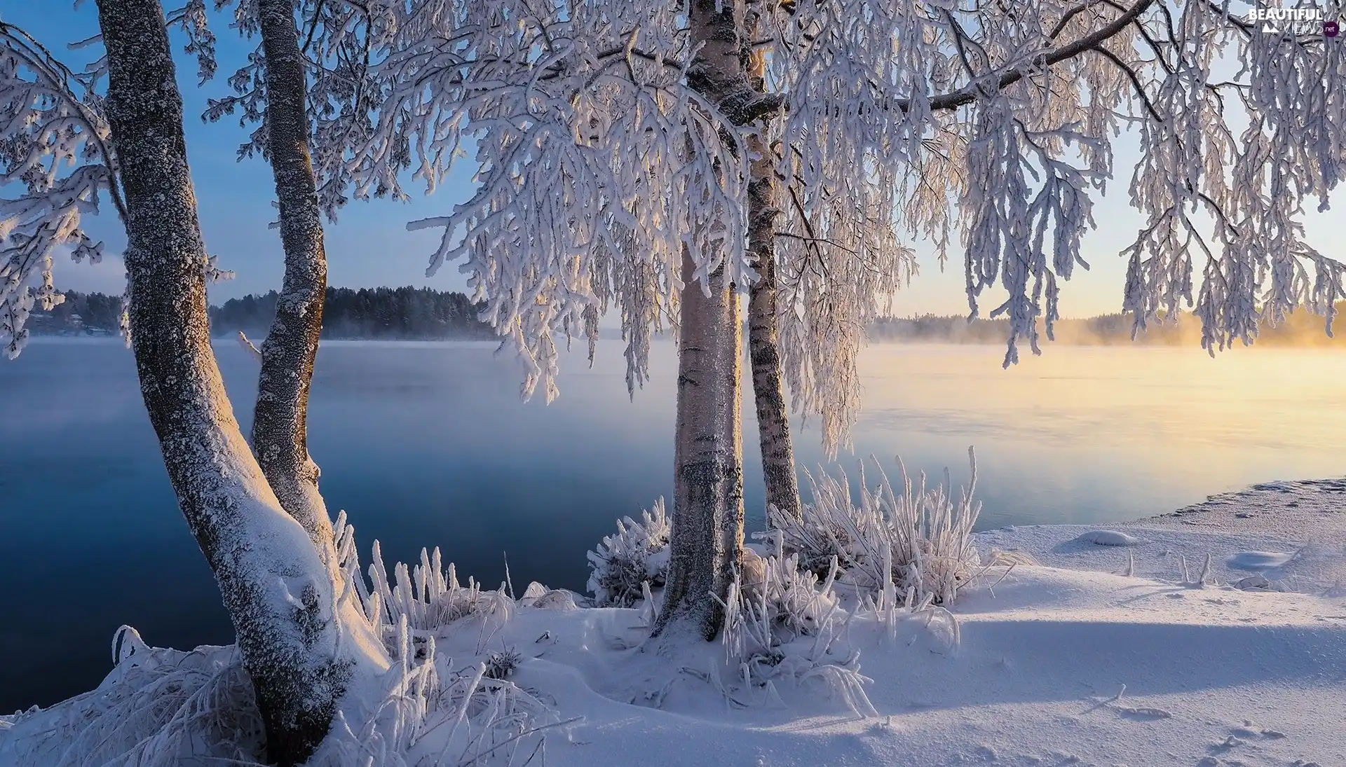 frosty, morning, viewes, River, winter, trees, Fog