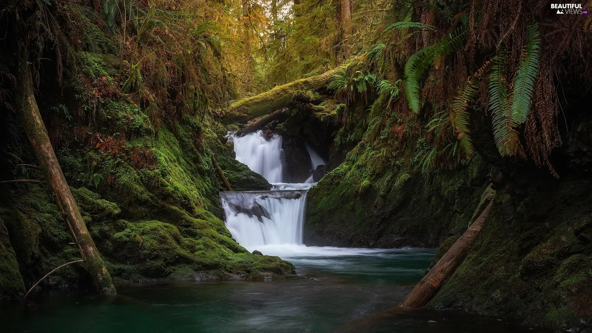 Stones, mossy, Olympic National Park, viewes, trees, Washington State, Logs, waterfall, The United States, fern, forest, River