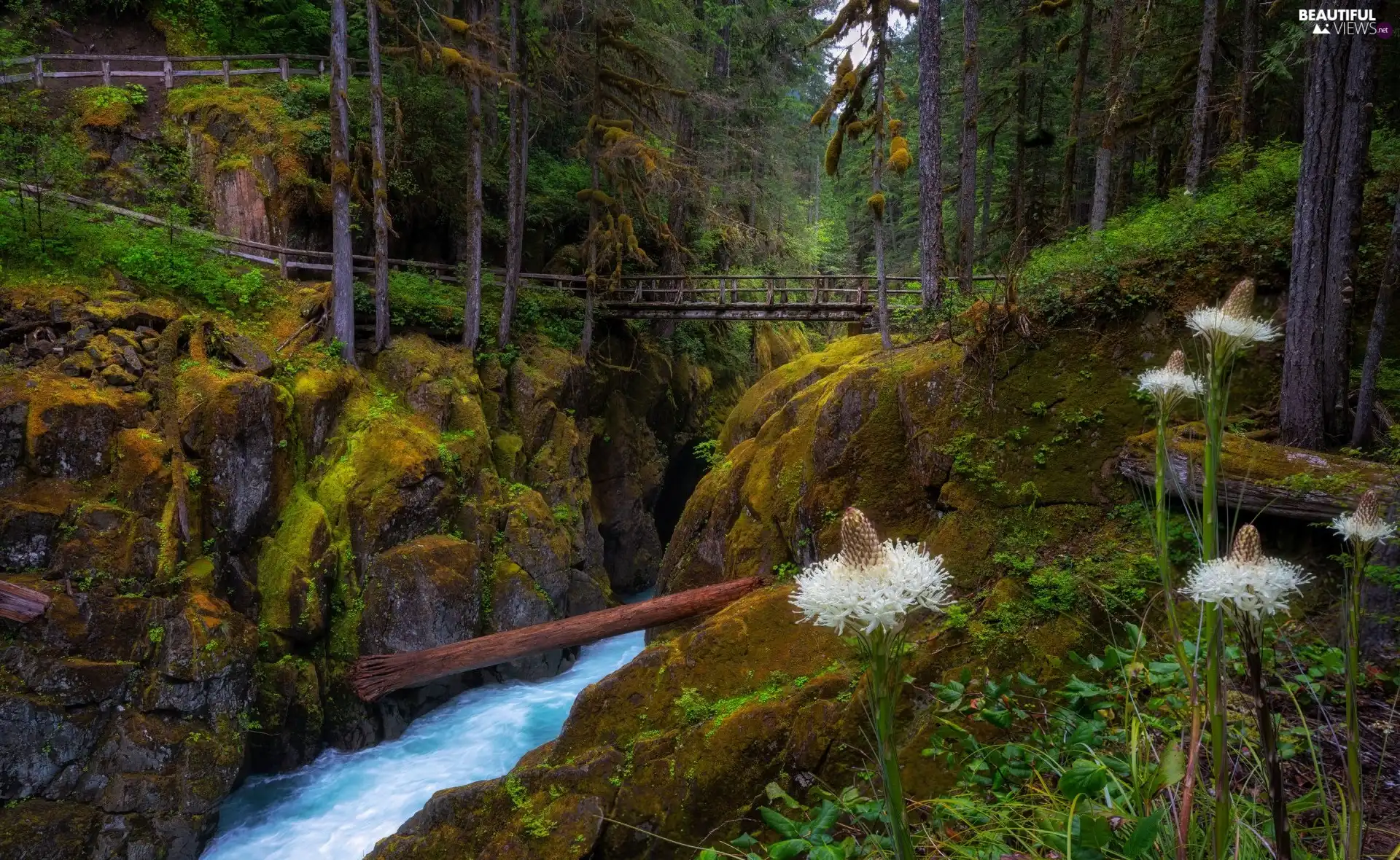 forest, Washington State, rocks, Mount Rainier National Park, The United States, River, bridges