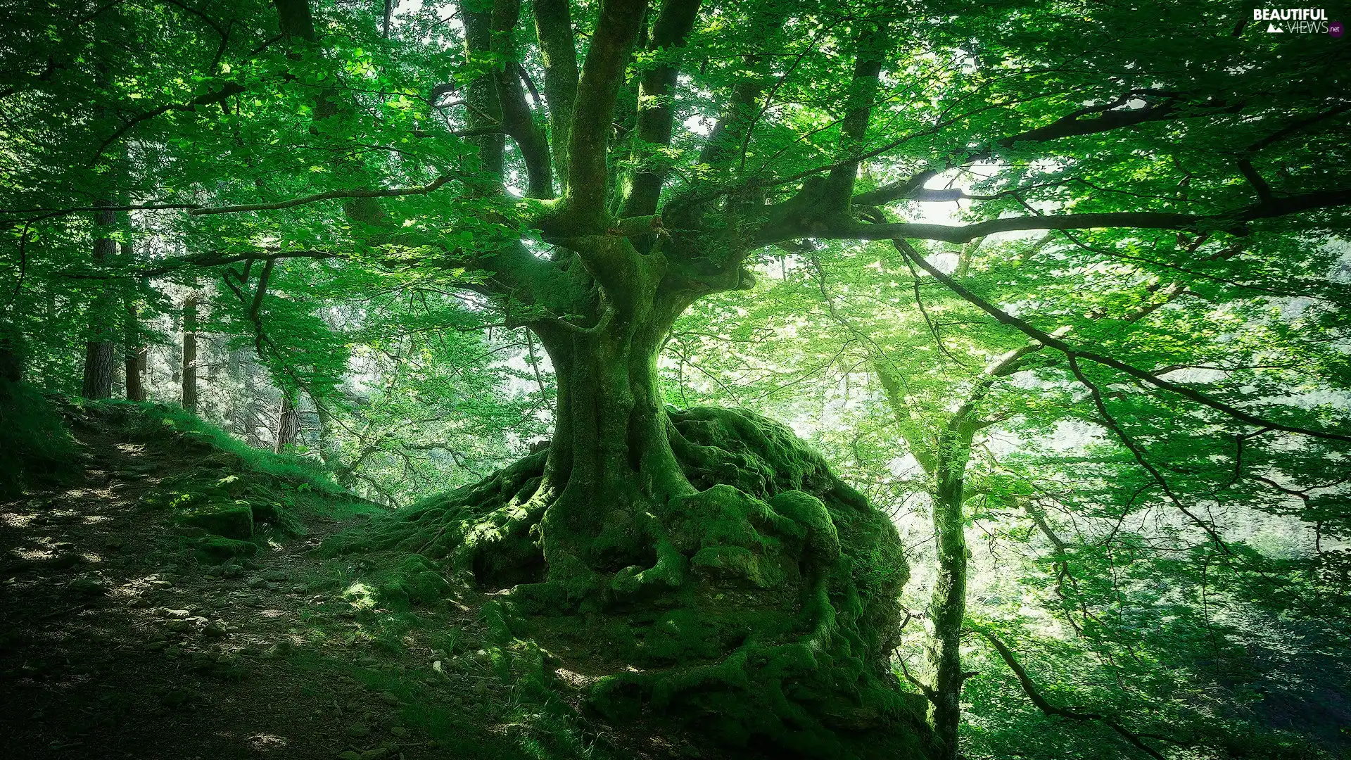 projections, roots, forest, mossy, trees