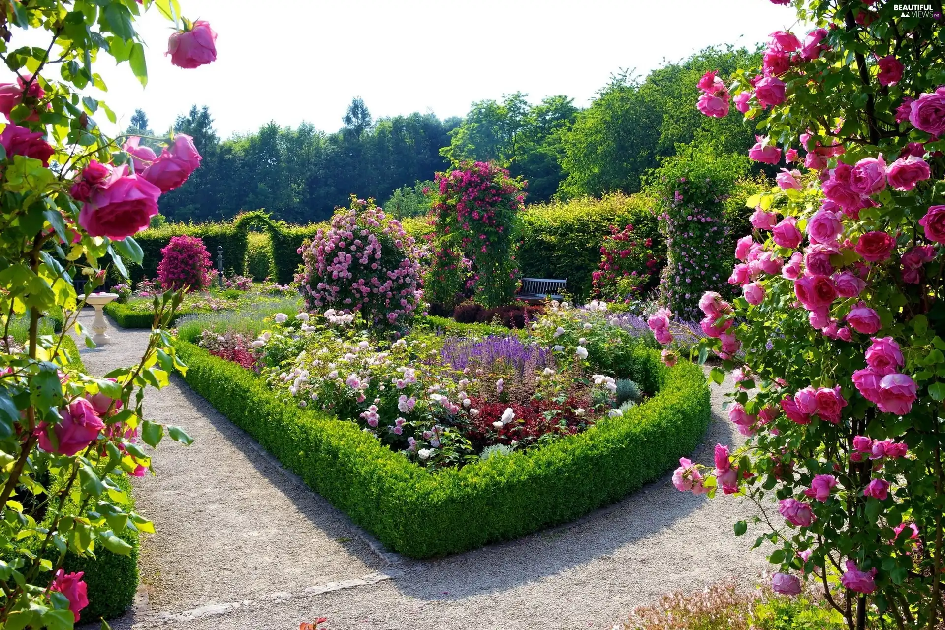 rosy, Beatyfull, Garden