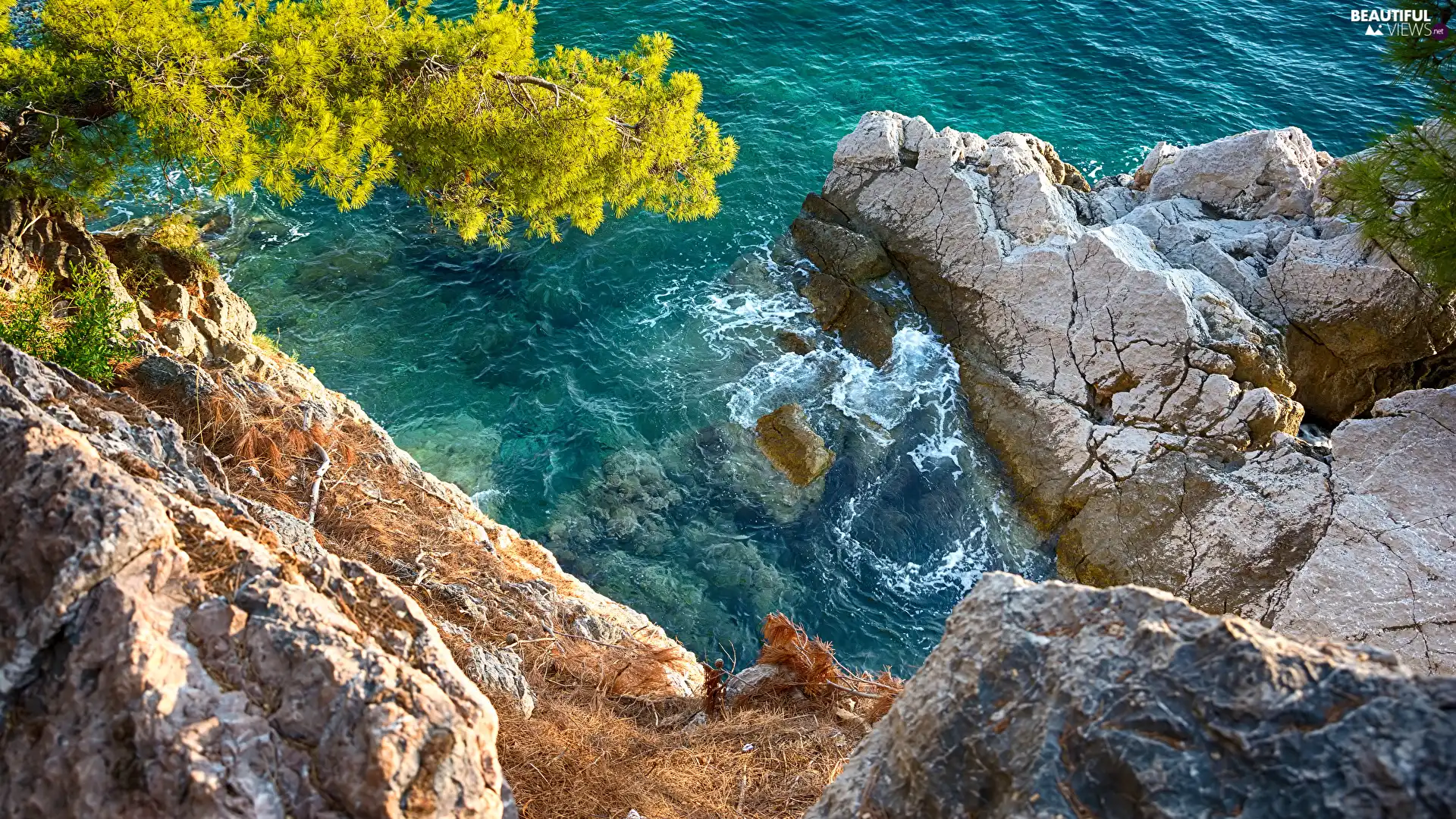 Coast, rocks, trees, sea