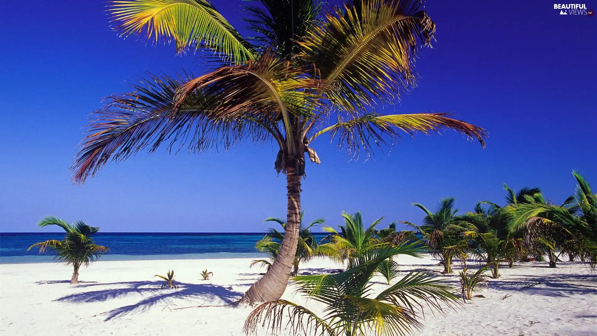 sea, Beaches, Palms