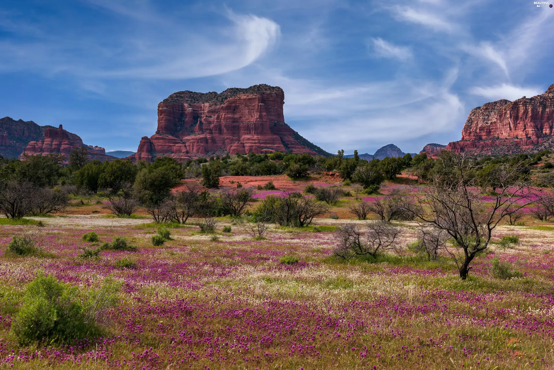 Sedona, Red, Flowers, rocks, viewes, Arizona, The United States, trees