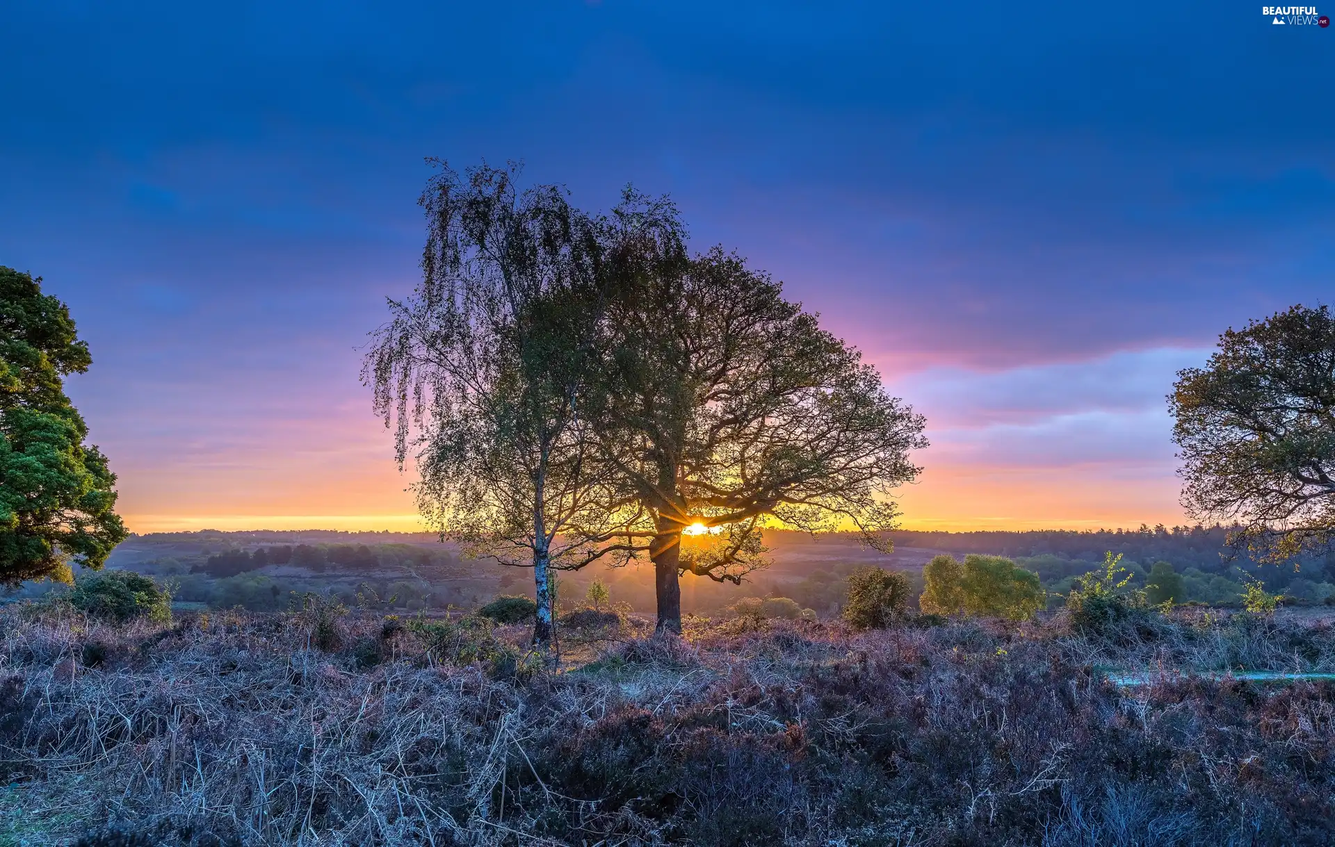 Hampshire County, Rockford Settlement, Sunrise, heath, viewes, New Forest National Park, England, trees