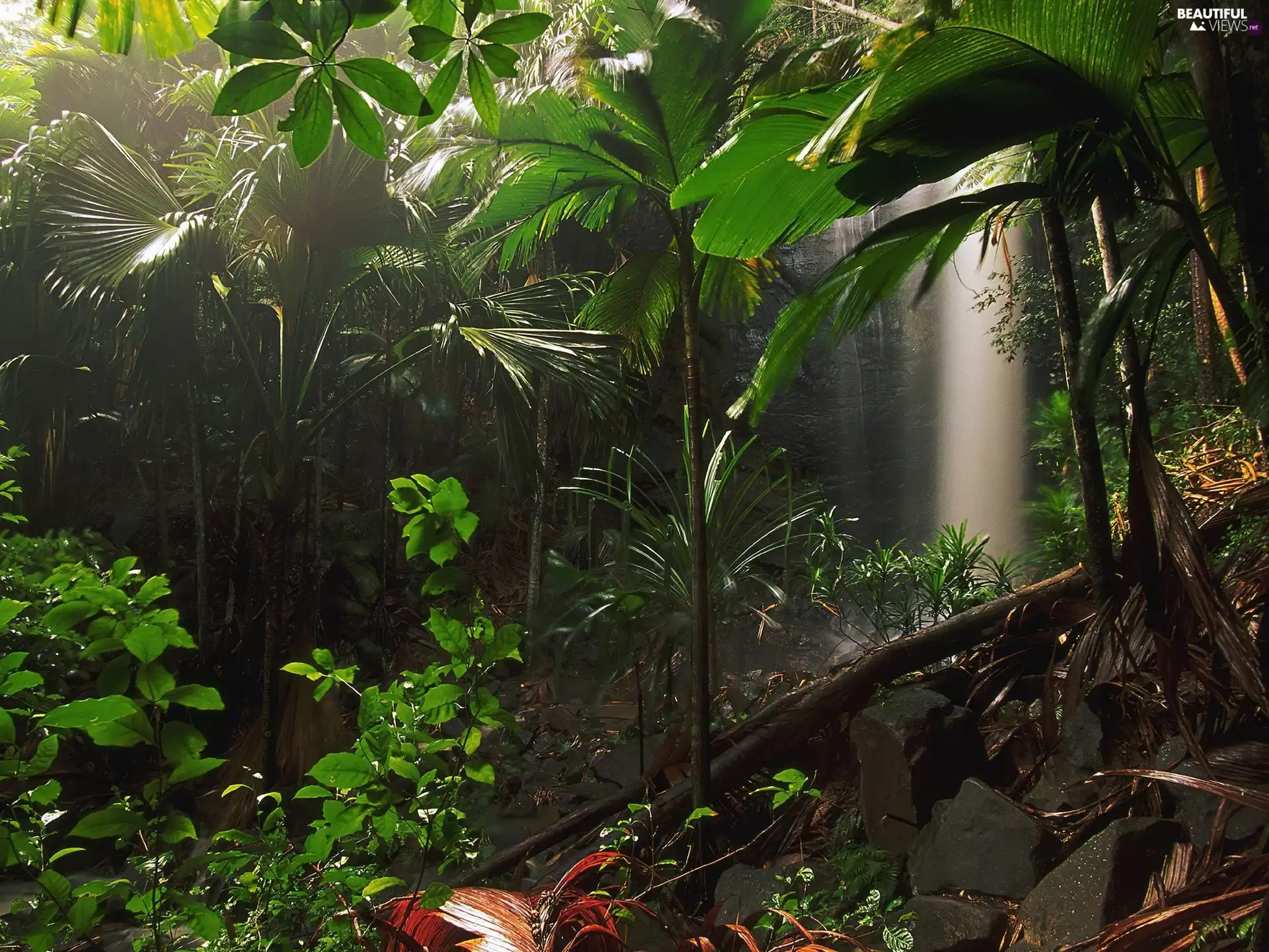 jungle, VEGETATION, Seychelles, Green