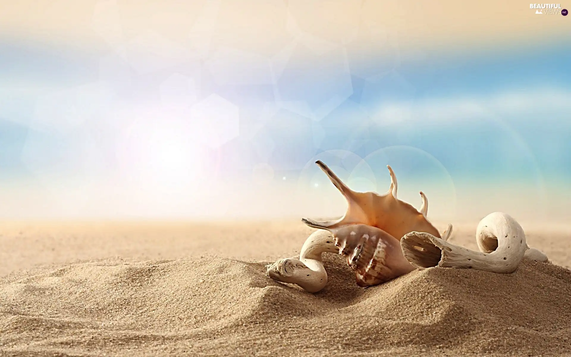 Sand, Shells