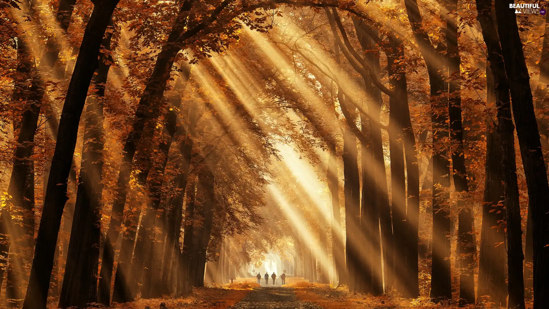 viewes, autumn, Leaf, light breaking through sky, Path, trees, forest, sunny
