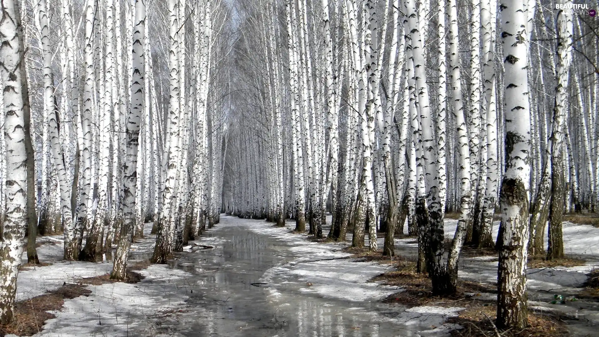 forest, melting, snow, birch