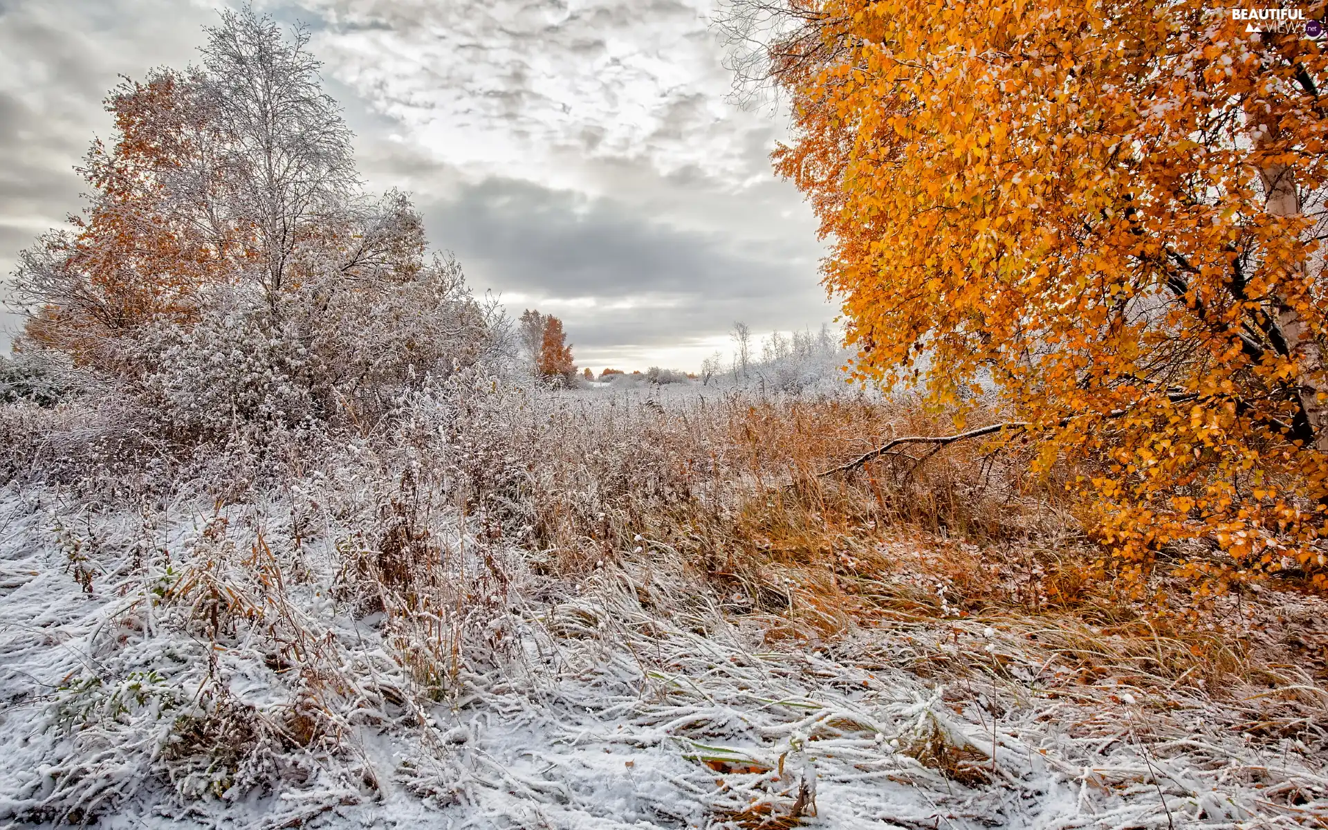 first, snow, viewes, autumn, trees
