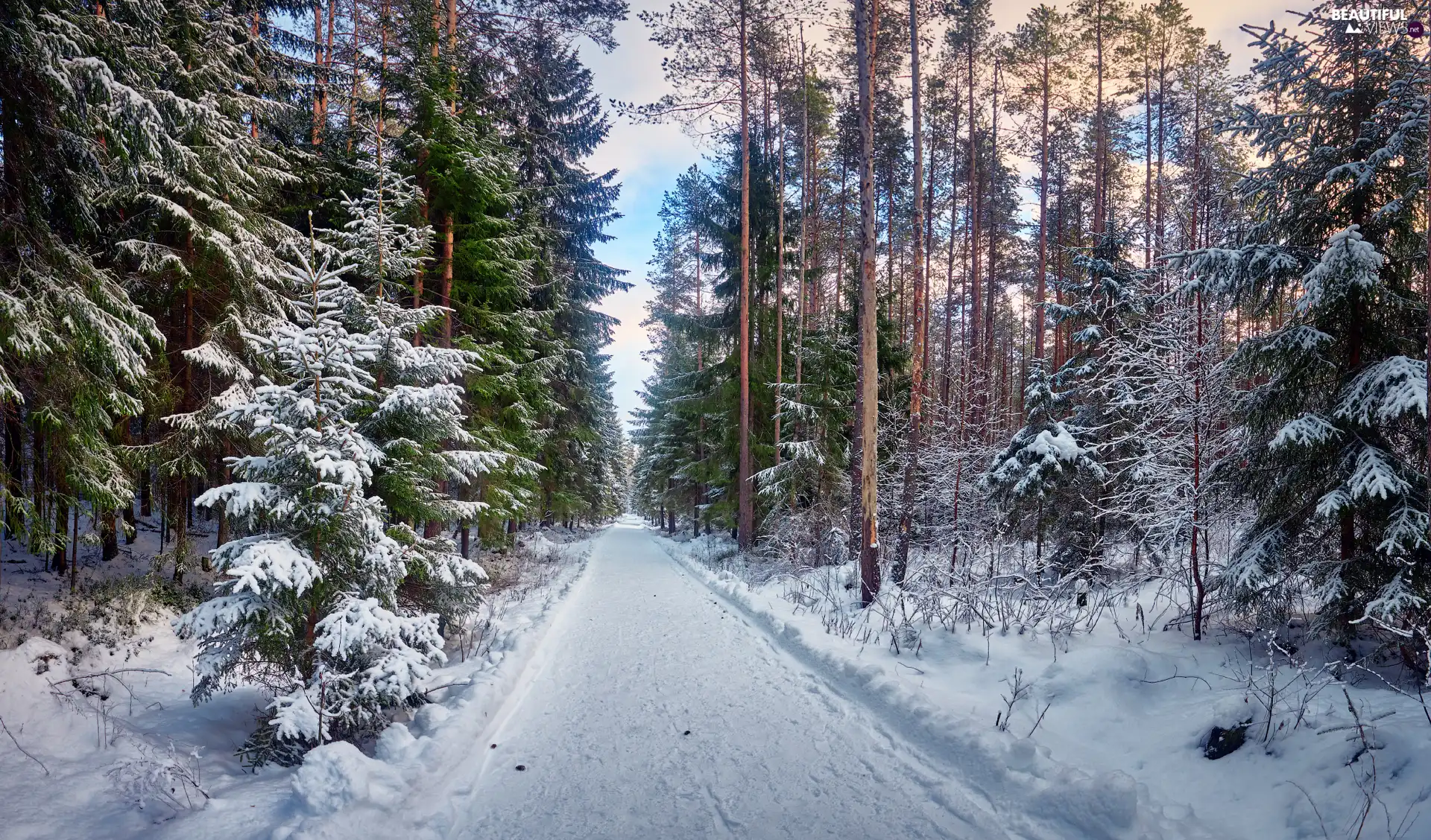 trees, forest, Spruces, Snowy, winter, viewes, Way