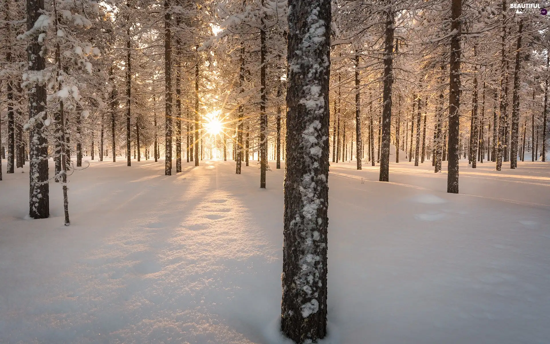 Snowy, snow, viewes, forest, winter, trees, rays of the Sun