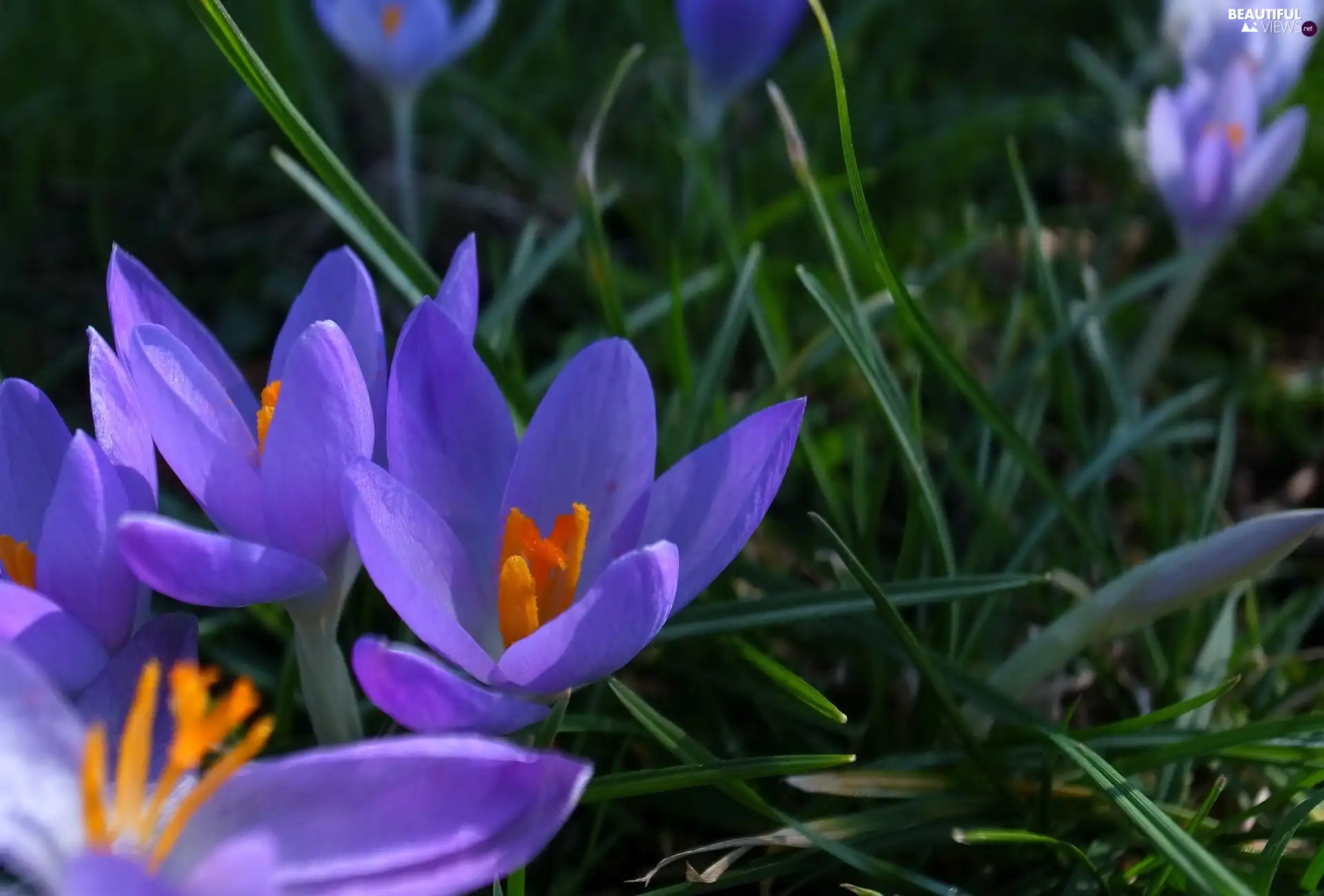 Spring, purple, crocuses