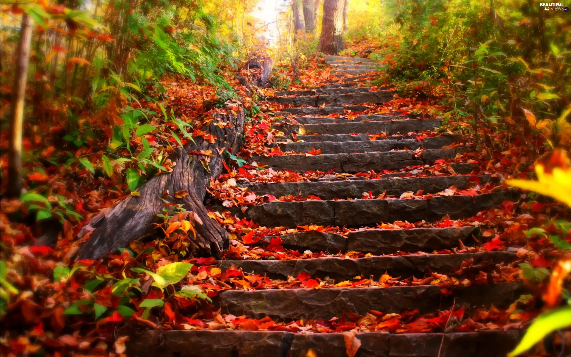 Stairs, autumn, Leaf