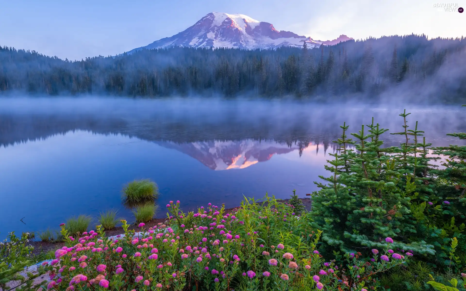 reflection, lake, Fog, viewes, trees, Washington State, Flowers, Mount Rainier National Park, The United States, Spruces, Stratovolcano Mount Rainier, Mountains