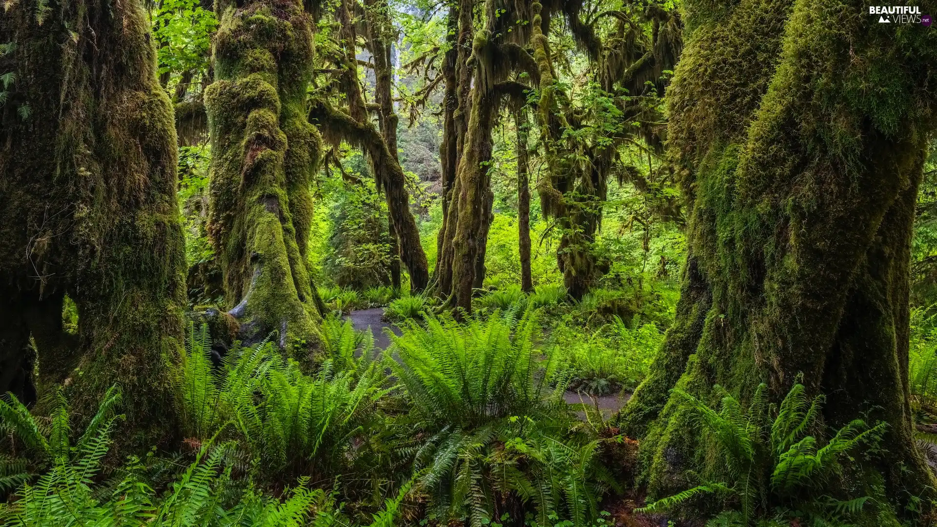 Washington, The United States, Olympic National Park, forest, fern, Path, trees, viewes, mossy