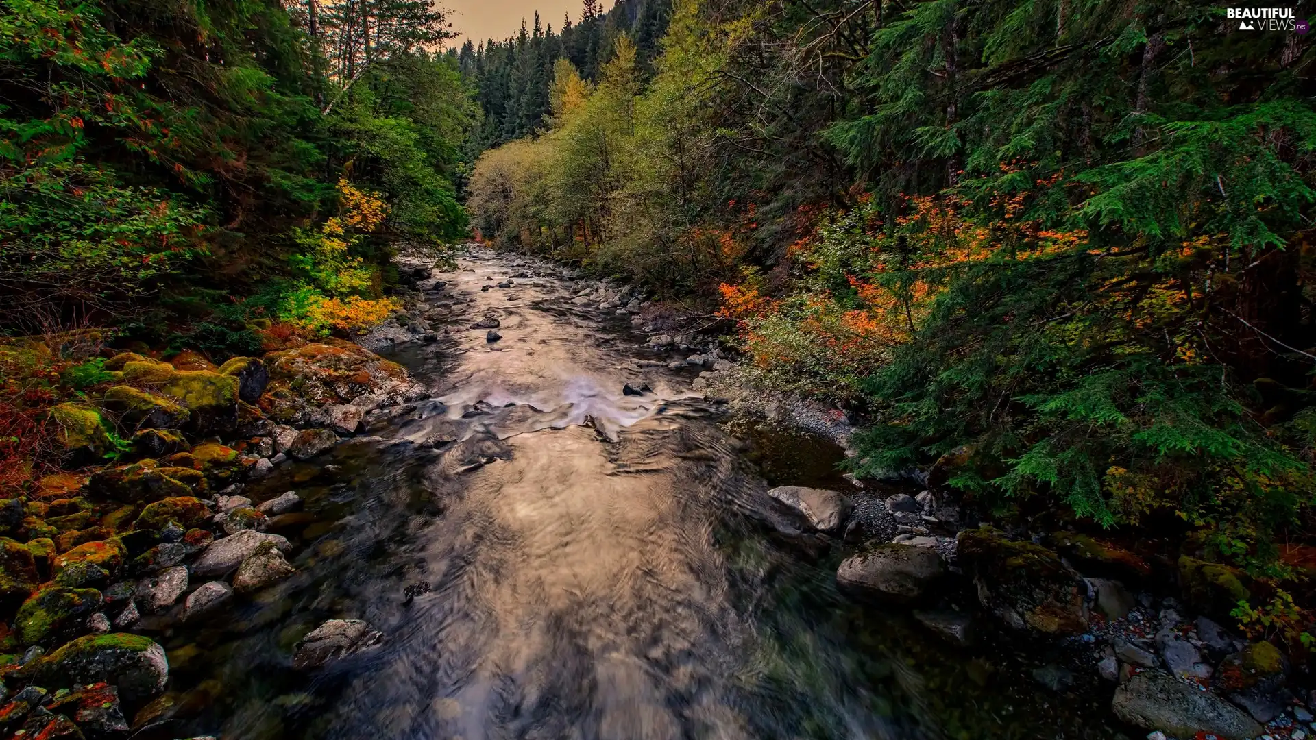 Taylor River, Washington State, forest, King County, The United States, autumn, Stones