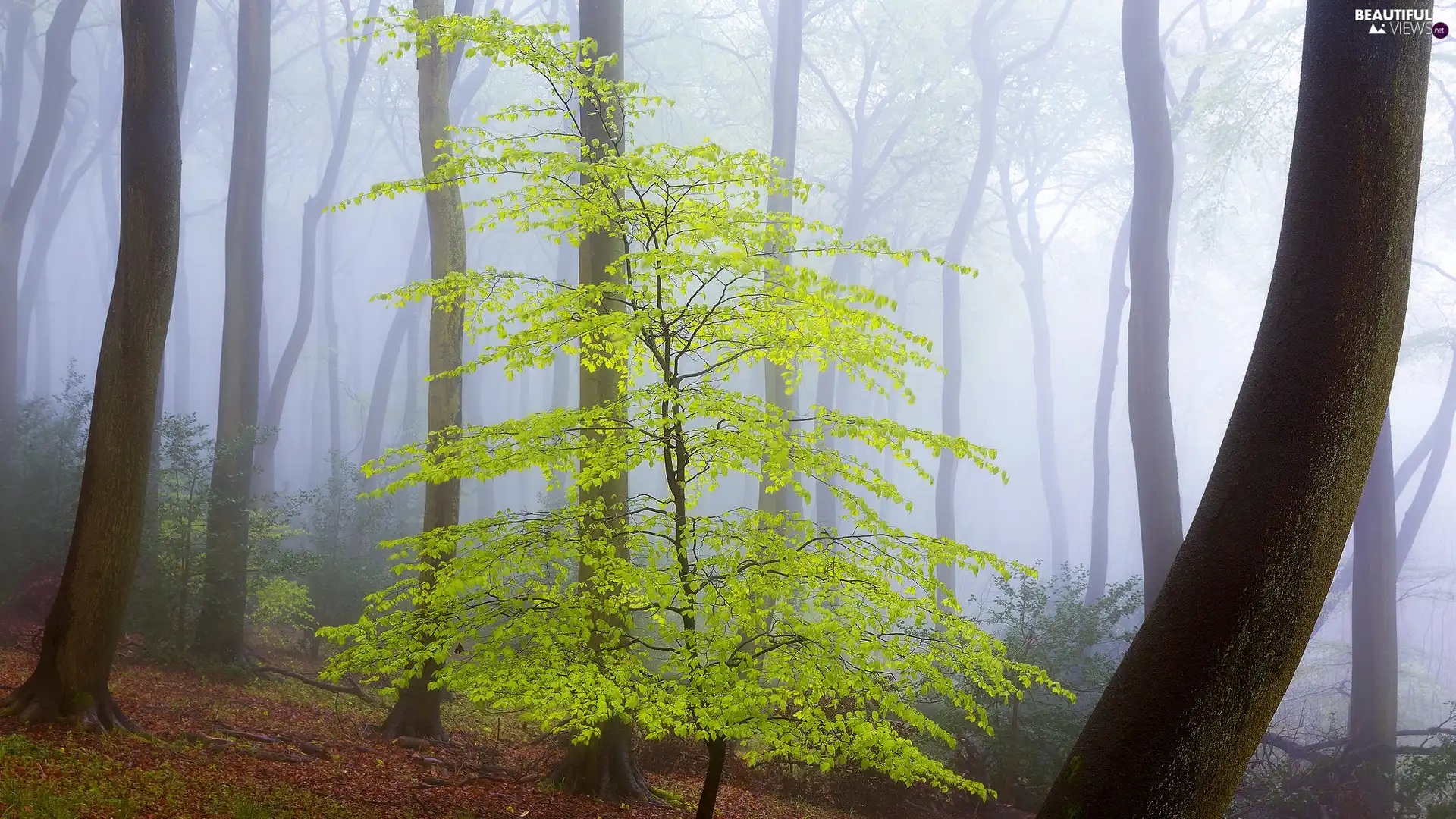 viewes, Stems, Fog, trees, forest
