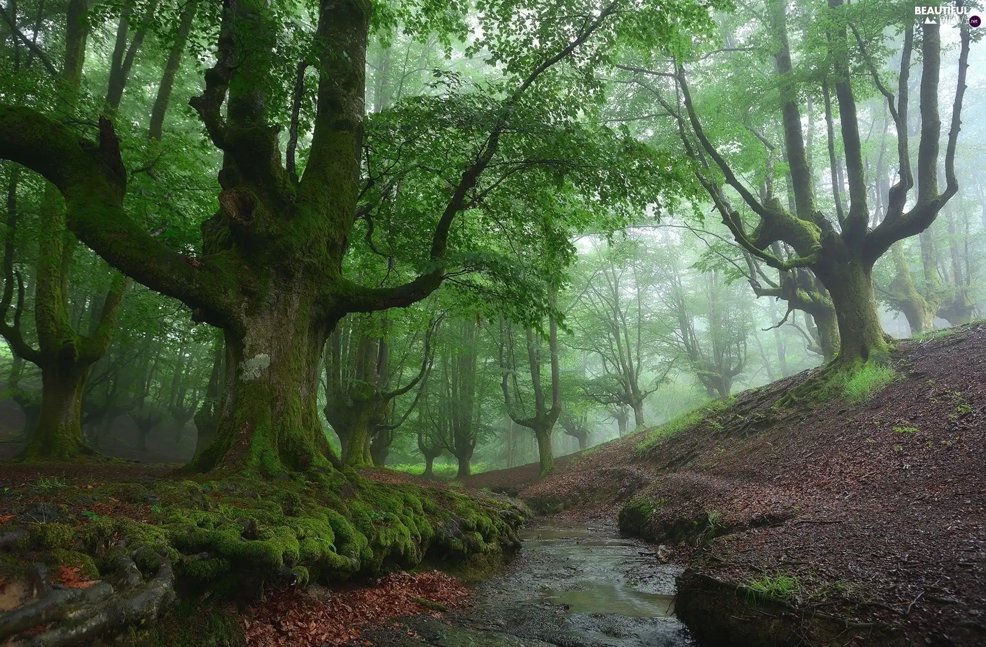 Gorbea National Park, forest, Fog, trees, stream, Basque Country, Spain, viewes