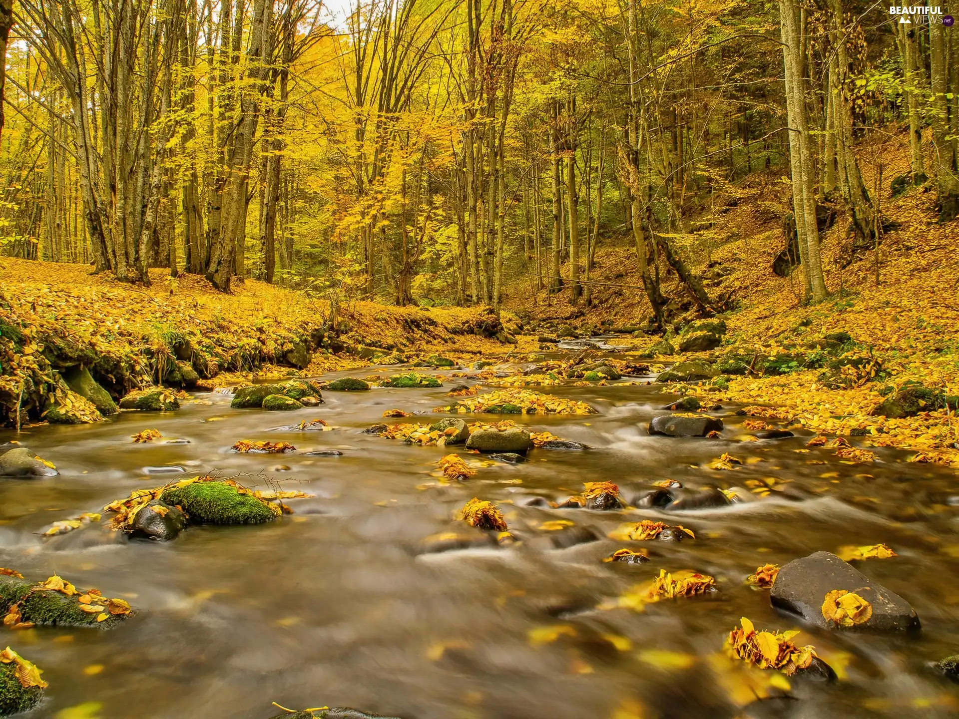 Beatyfull, Autumn, stream, forest