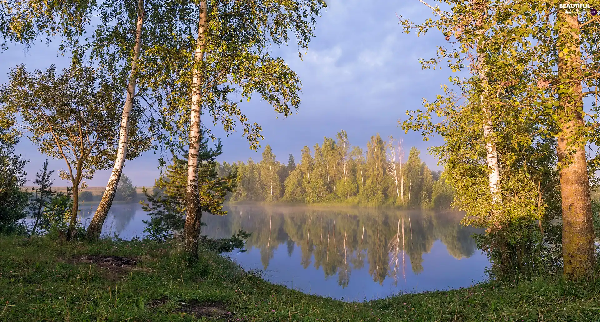 birch, summer, trees, viewes, lake